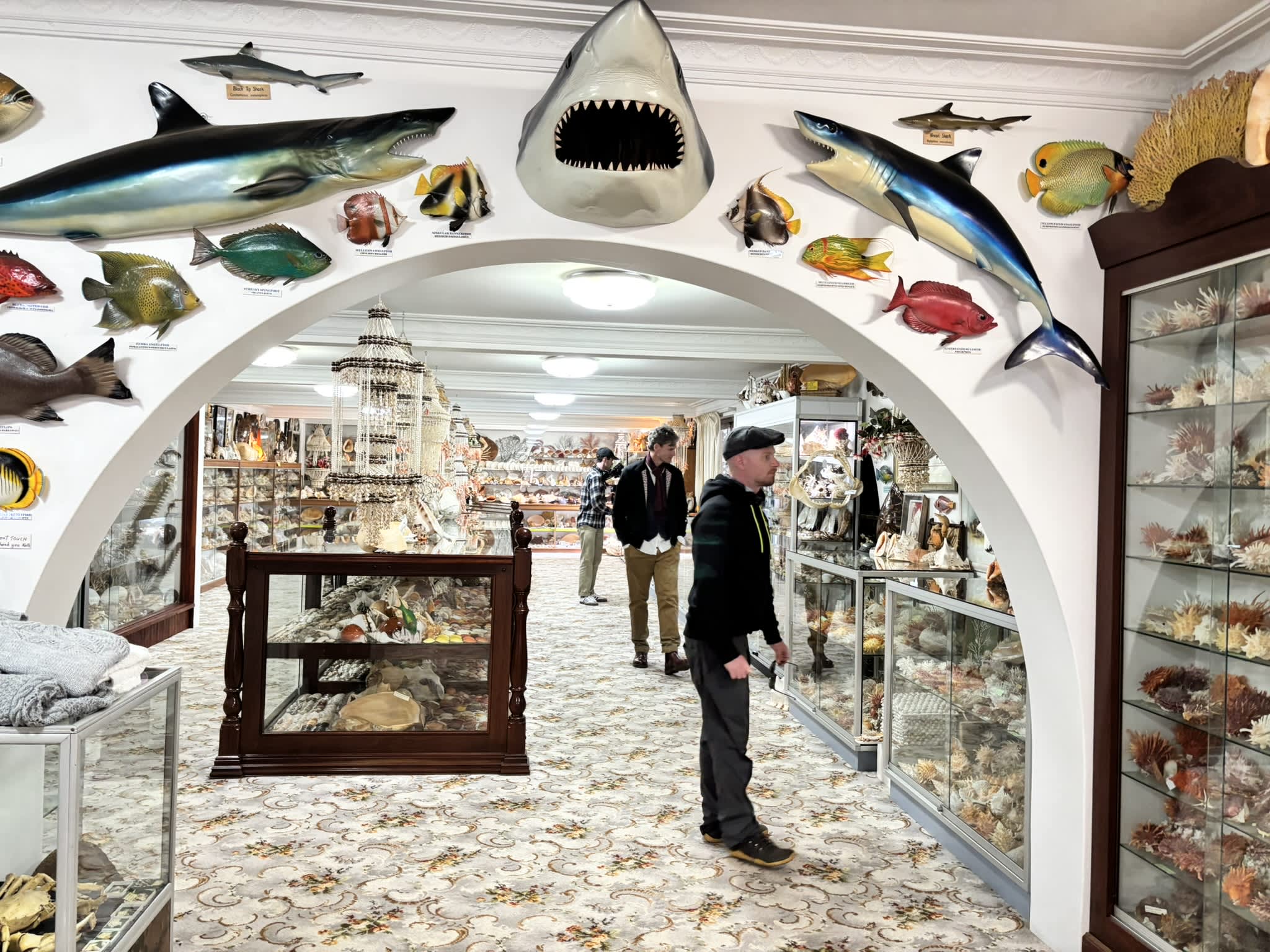 Visitors browse shelves full of seashells