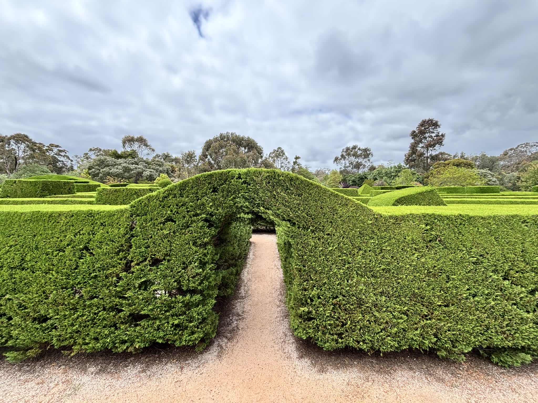 Green hedges which form the maze at Amaze-n