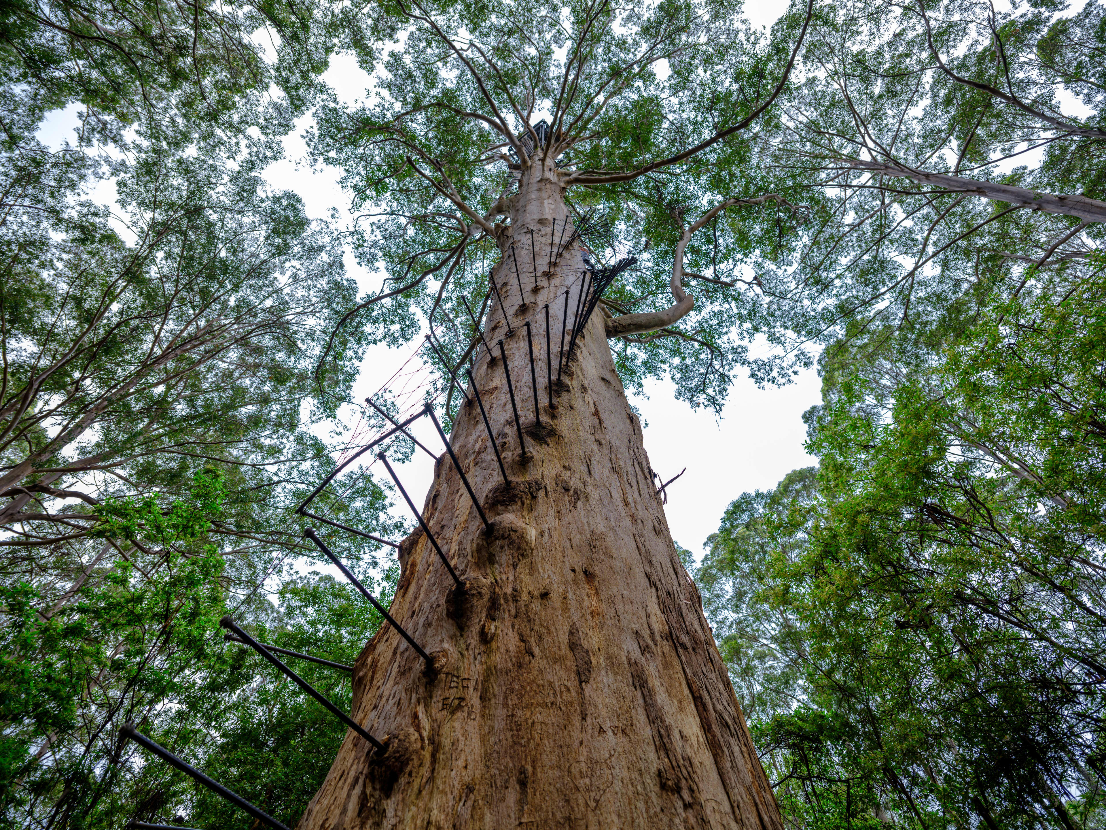 A view of the Gloucester Tree from the ground showing the climbing pegs