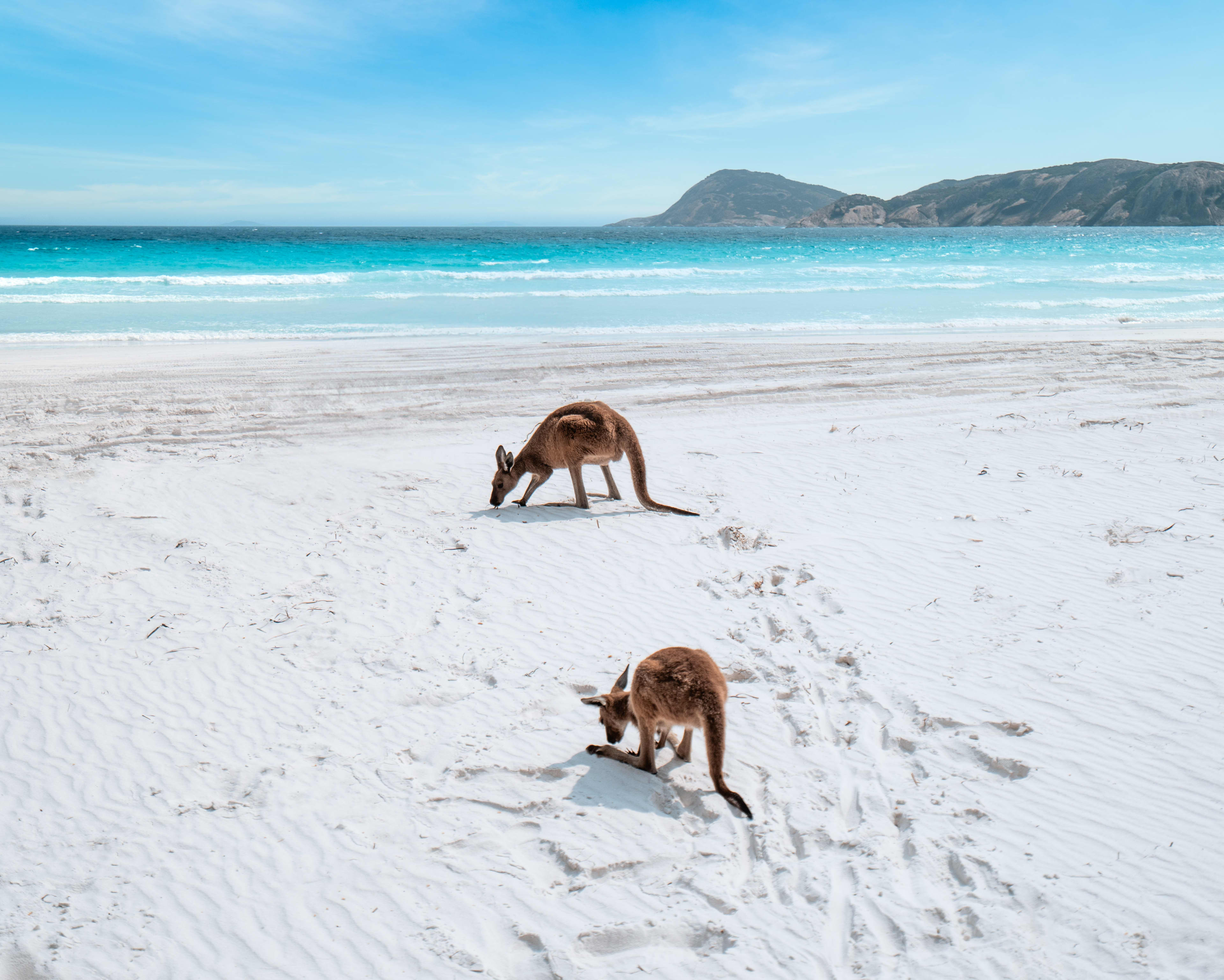 Two kangaroos graze on a beach in Esperance