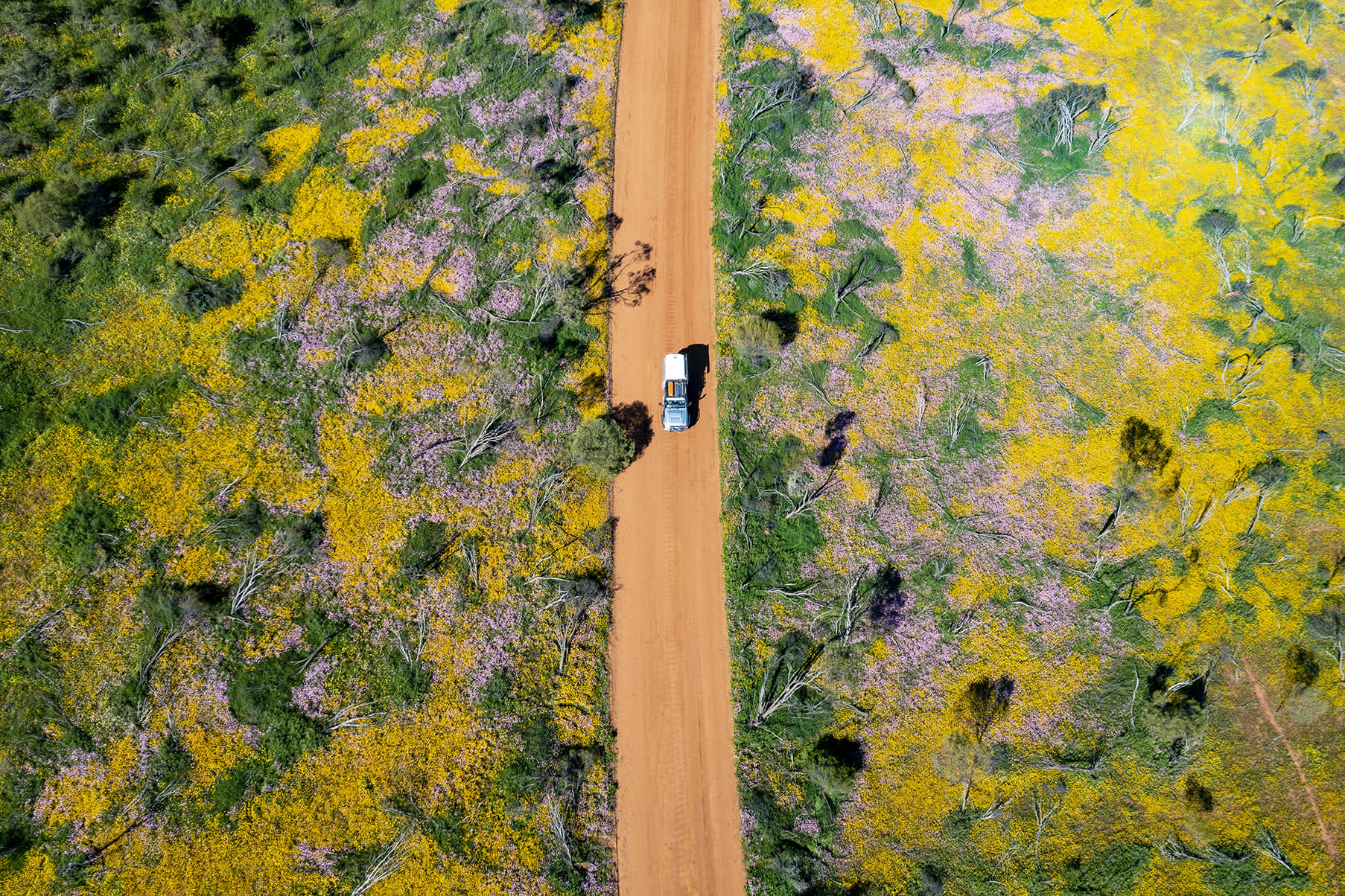 An aerial view of a car driving on a red dirt road among wildflowers