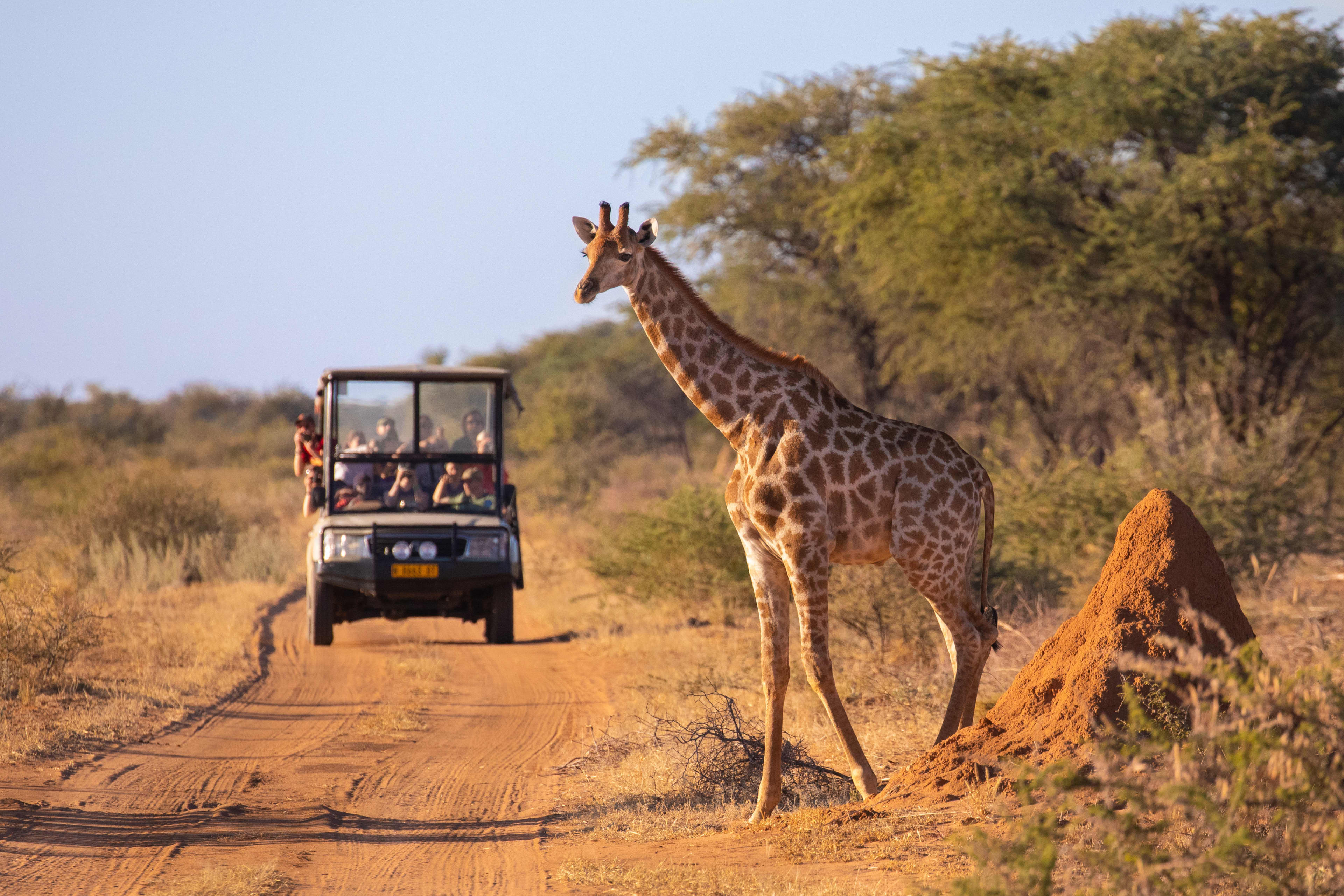 Giraffe crossing a dirt road in front of on coming safari tour vehicle