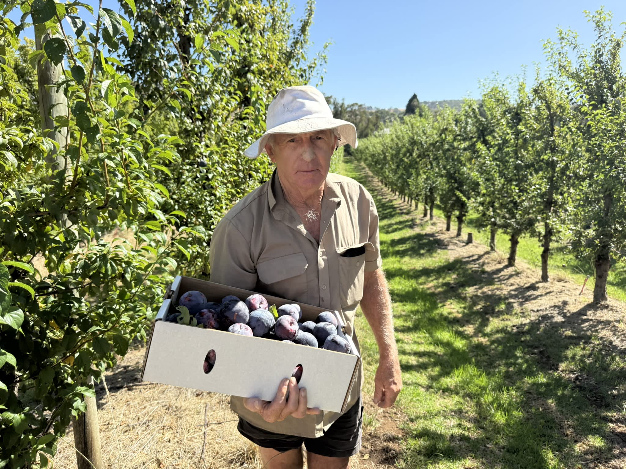 Tom Sheehan holds up a box filled with plums