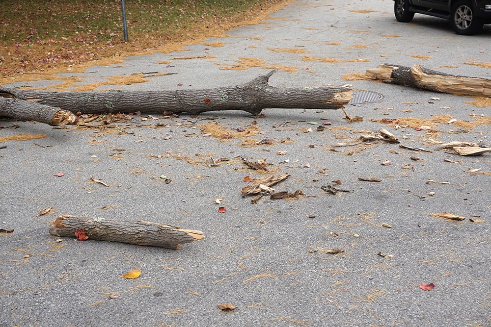 Fallen tree branches lay across a road