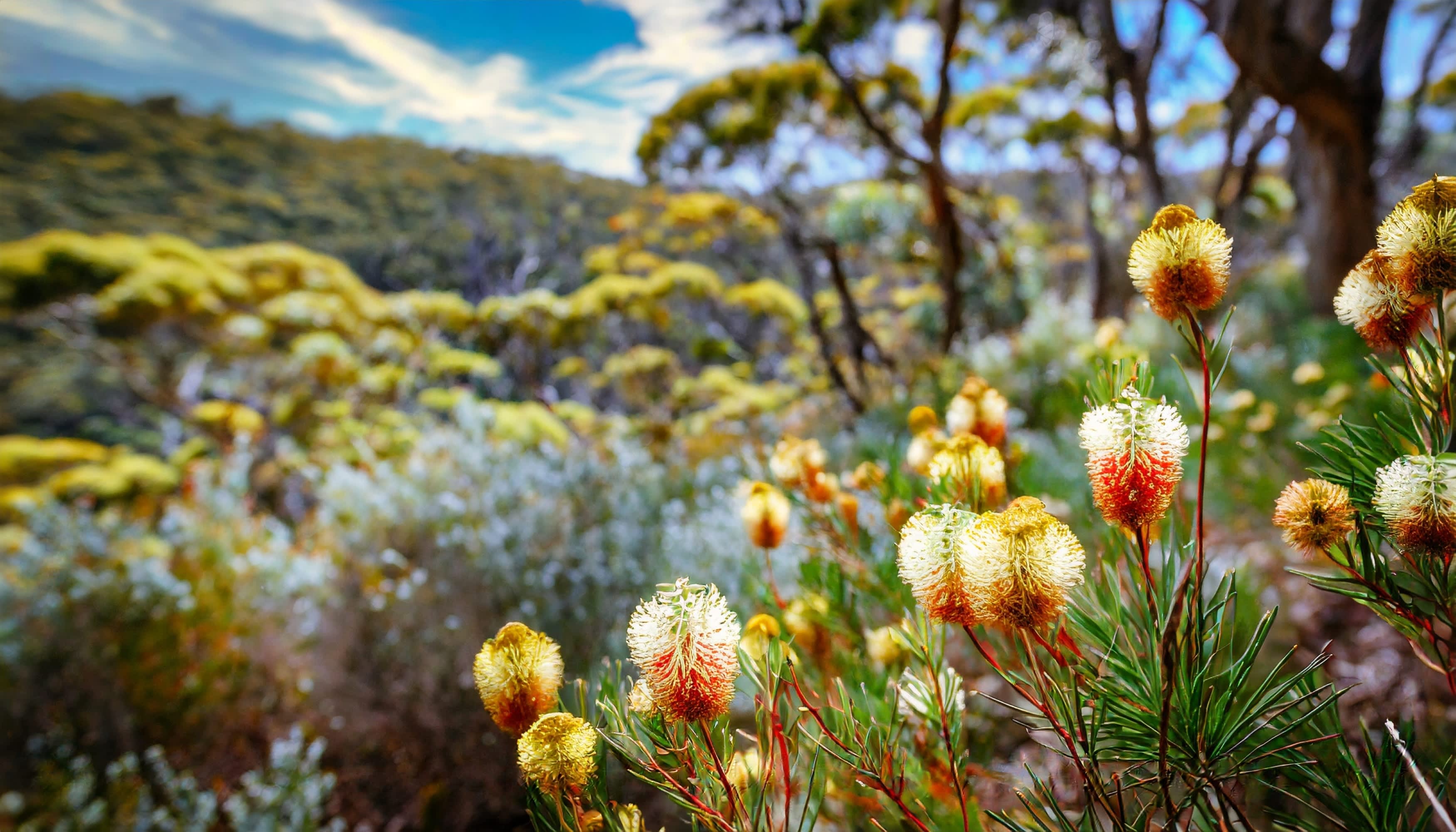 A close up photo of wildflowers in John Forrest National Park