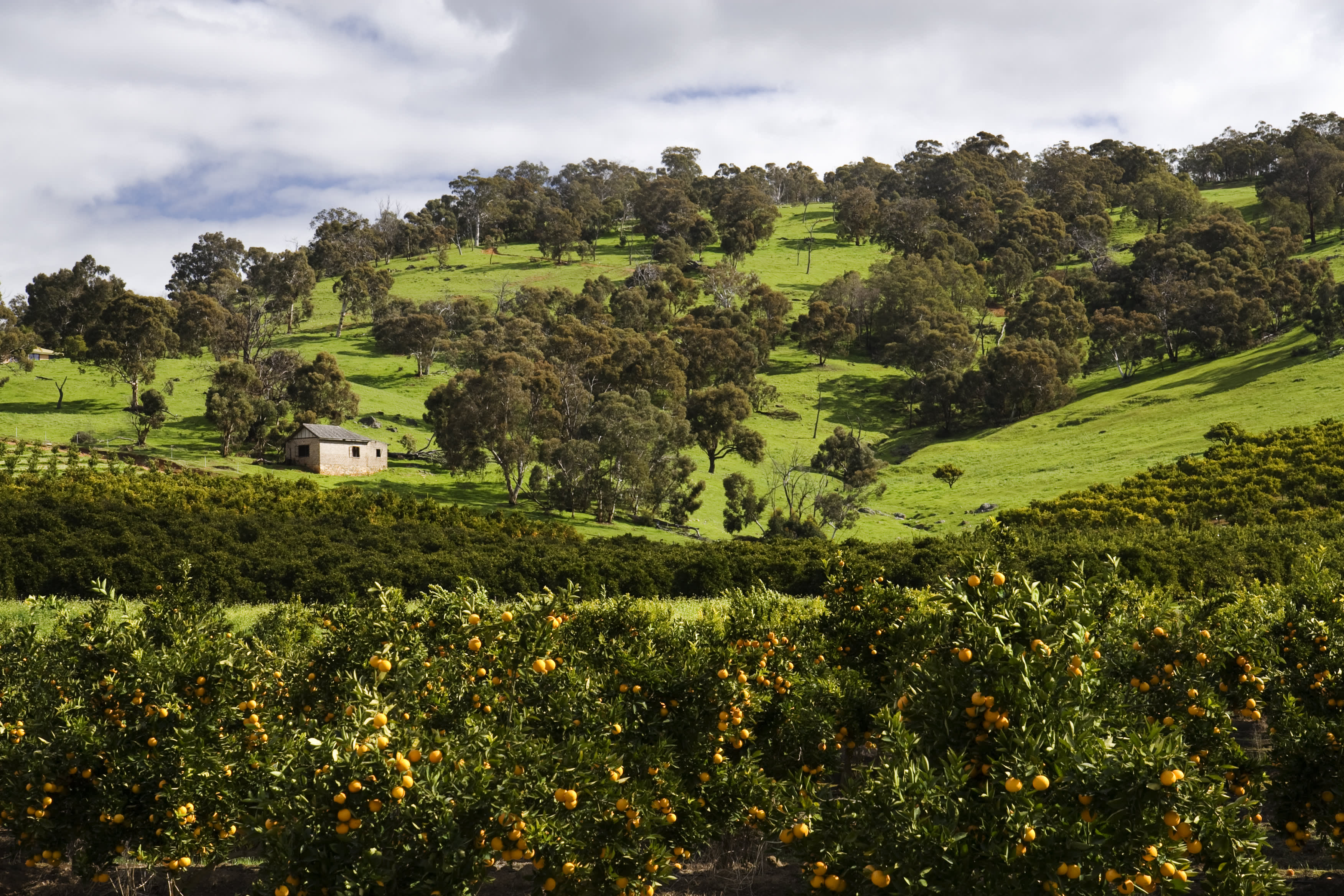 Green rolling hills with fruit trees and a small old farmhouse