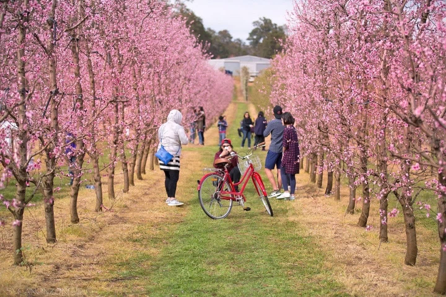 Pink fruit trees blossoming and people taking photos in between rows