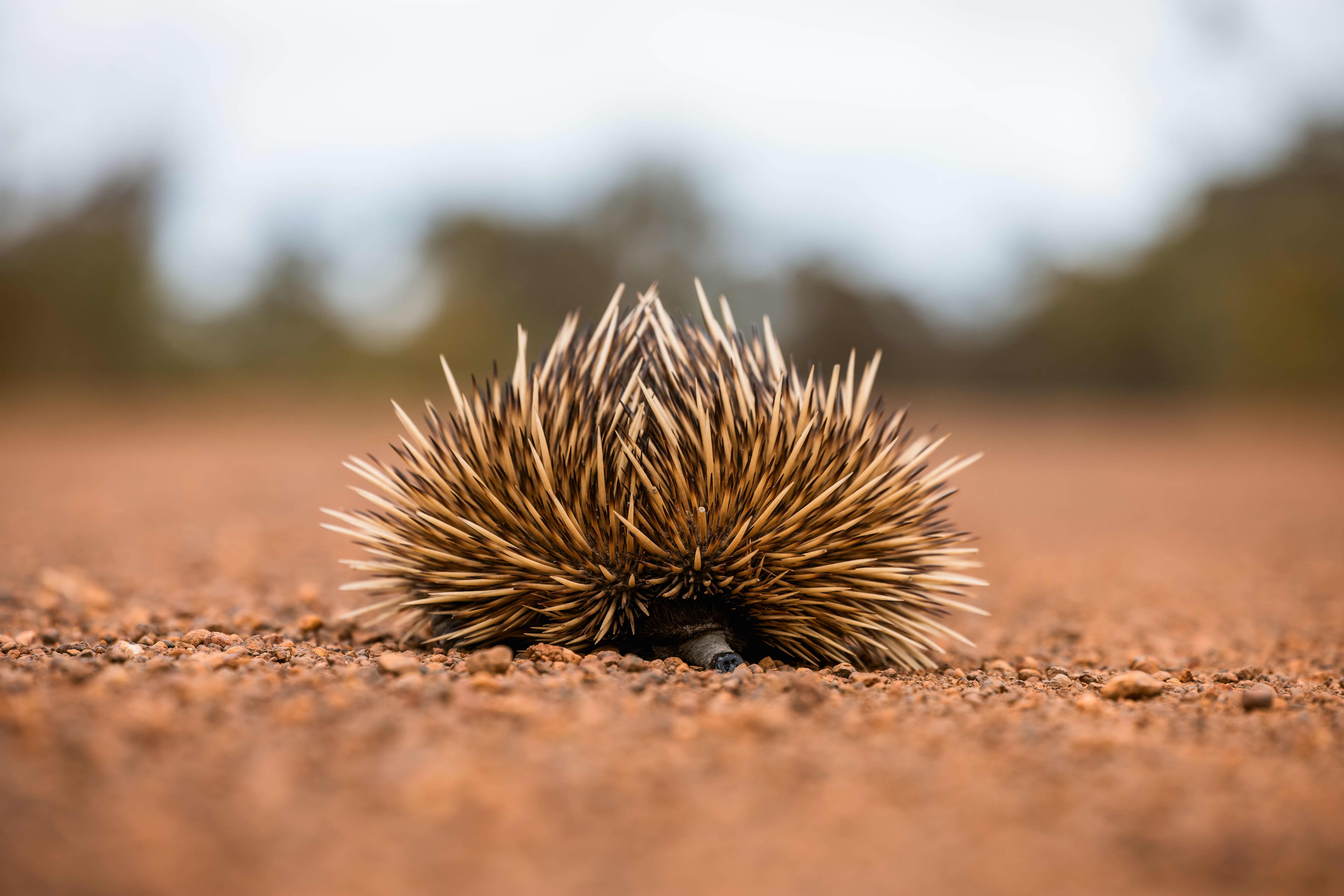 An echidna lying in the dirt