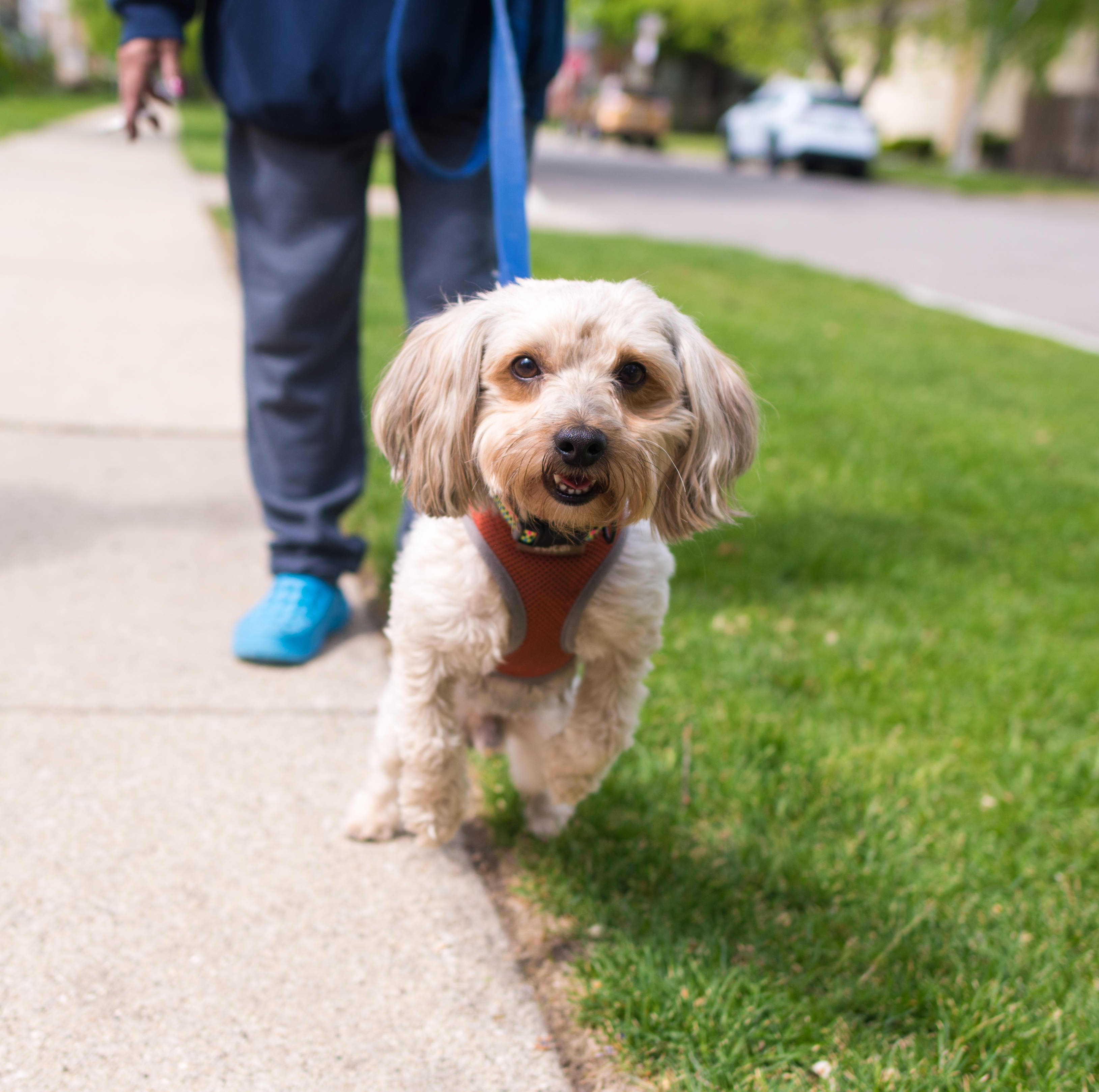 A small whiten dog on a leash on a path