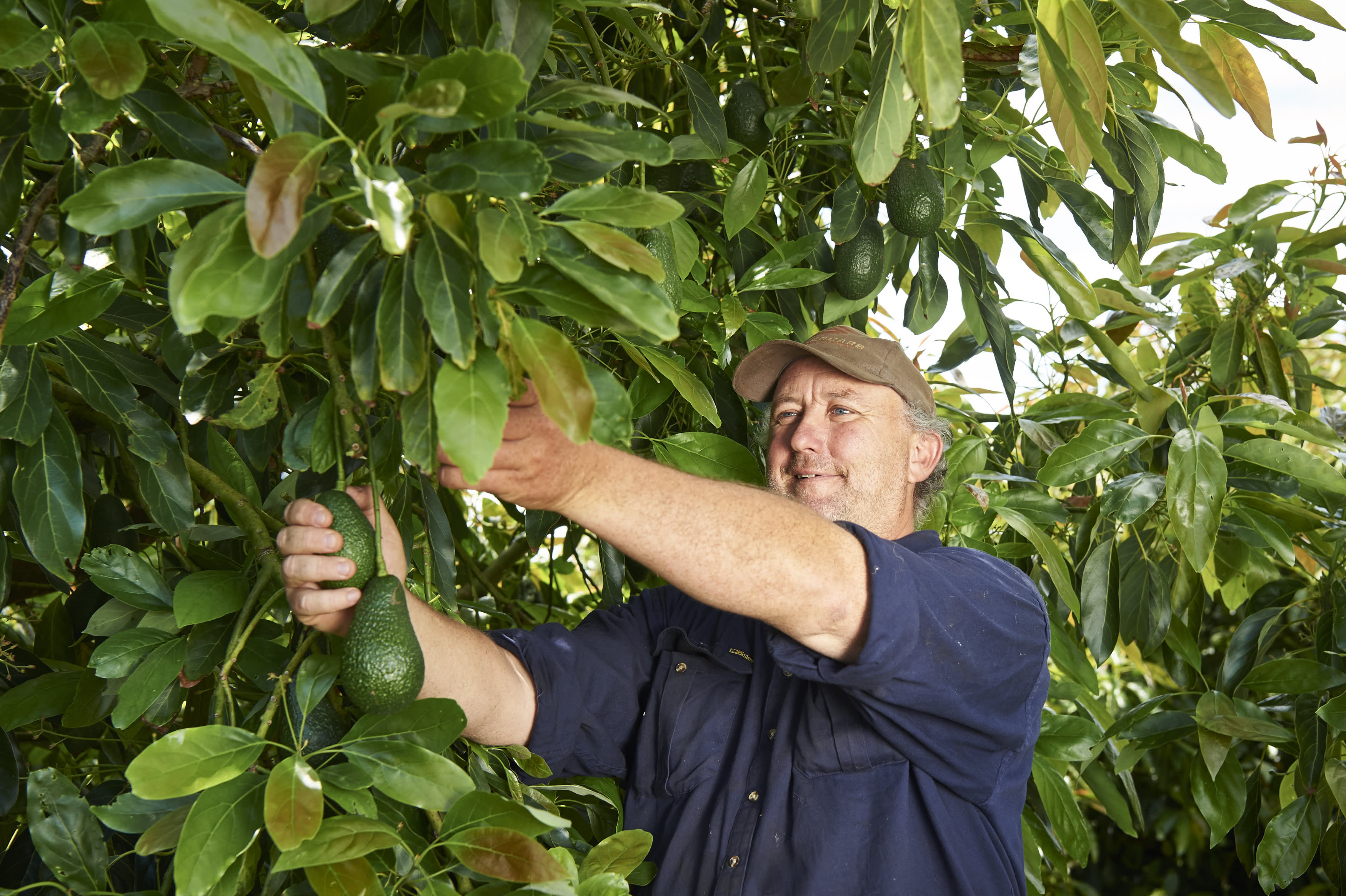 Man picking avocado from a tree on avocado farm