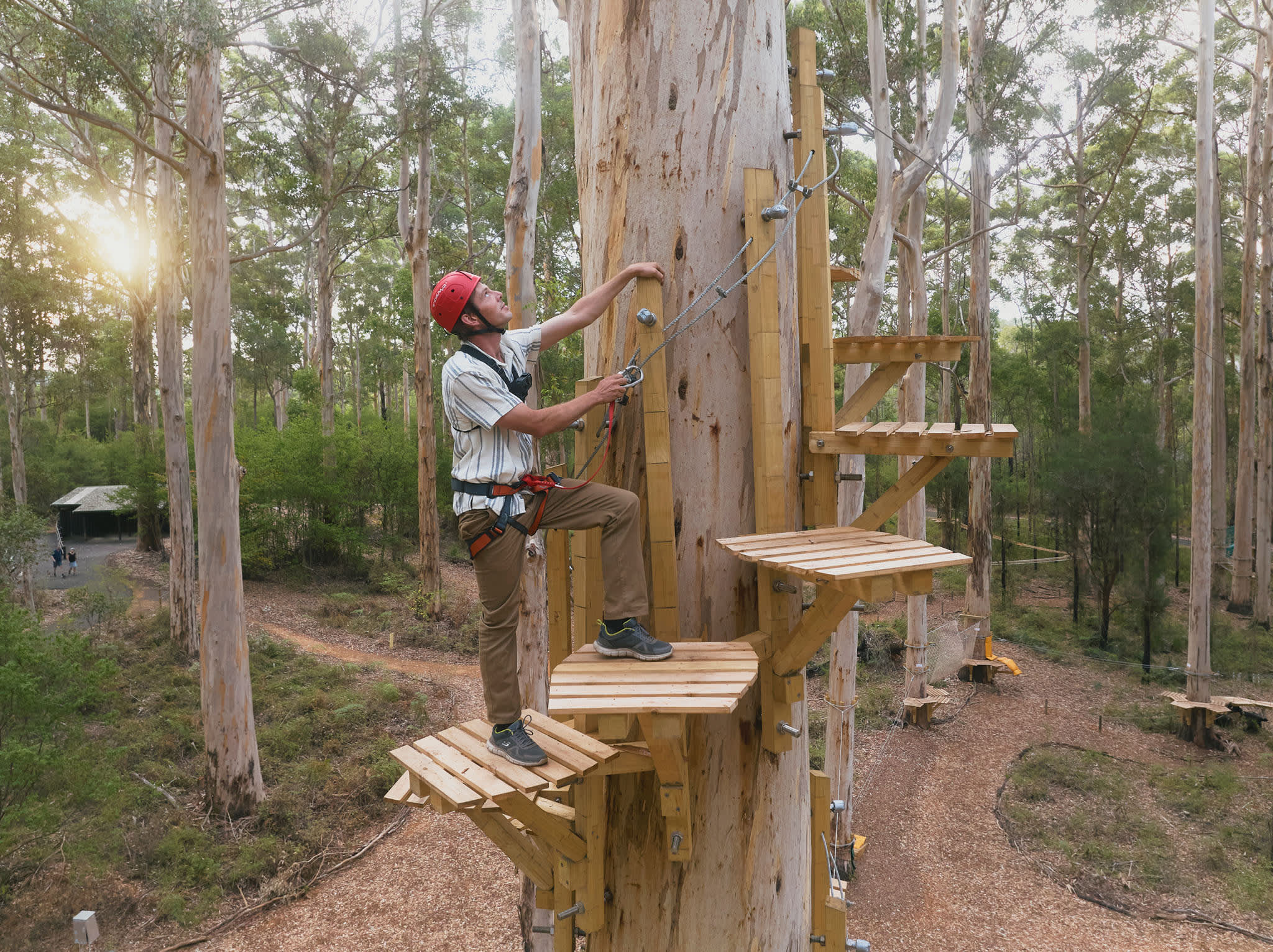 A person ascending the wooden steps on a tall climbing tree in the forest
