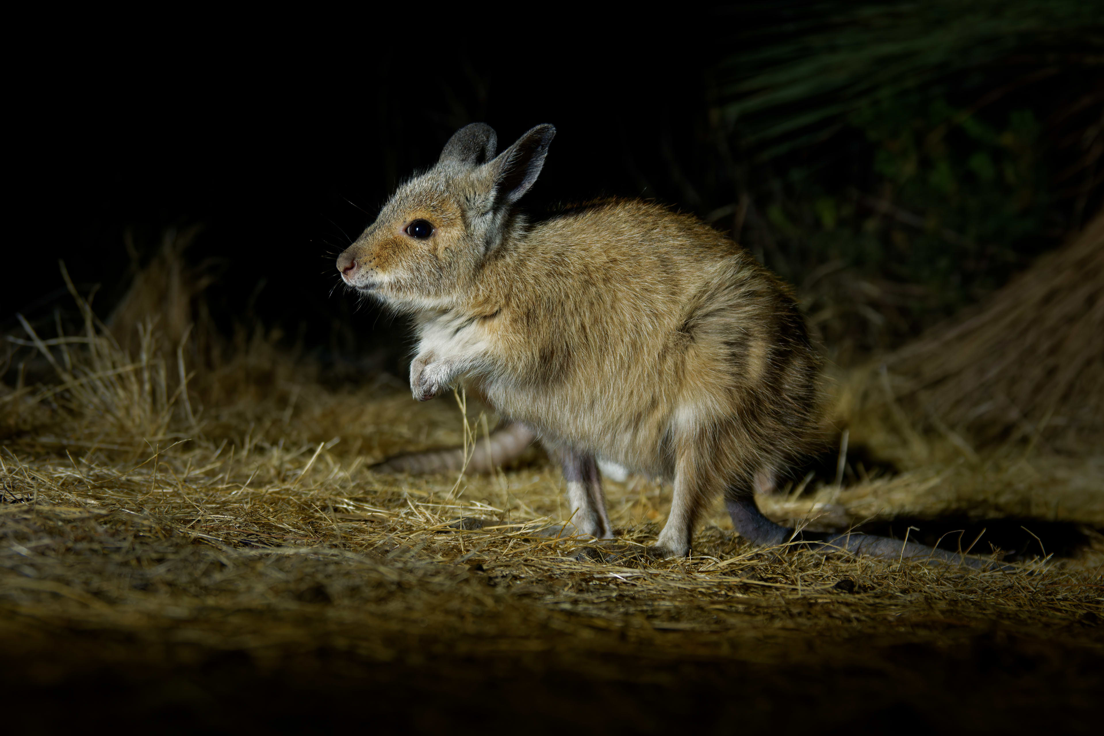 A wallaby in bushland at night seen via torch light