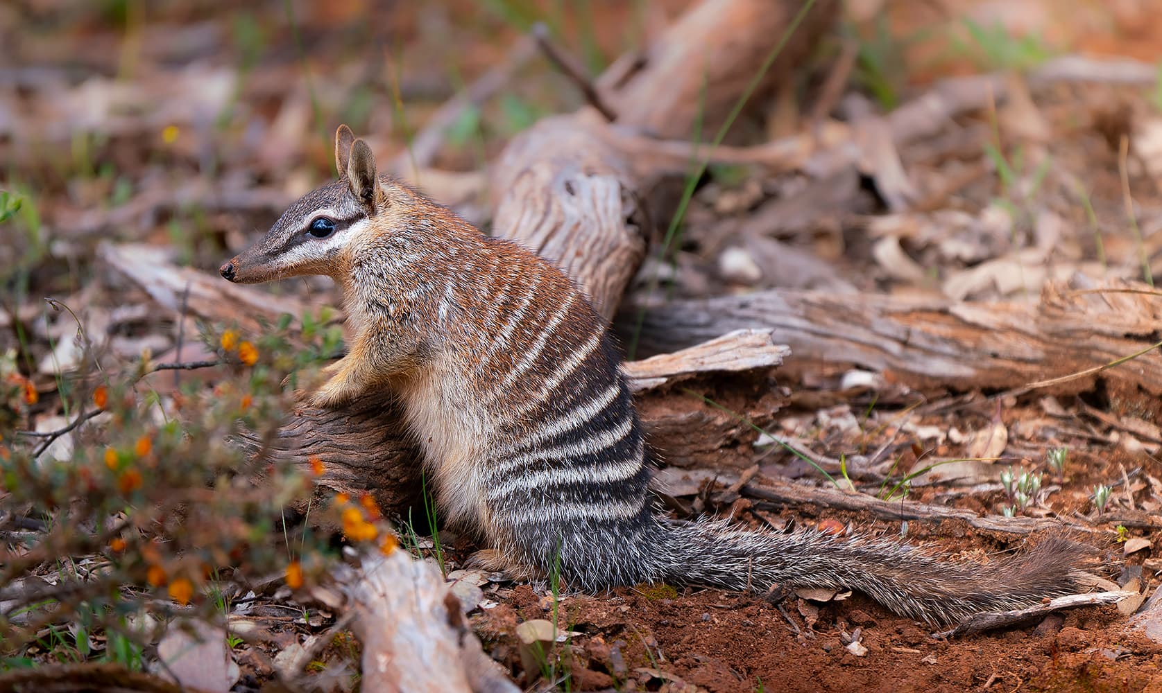 A numbat on the ground sitting on a fallen tree branch