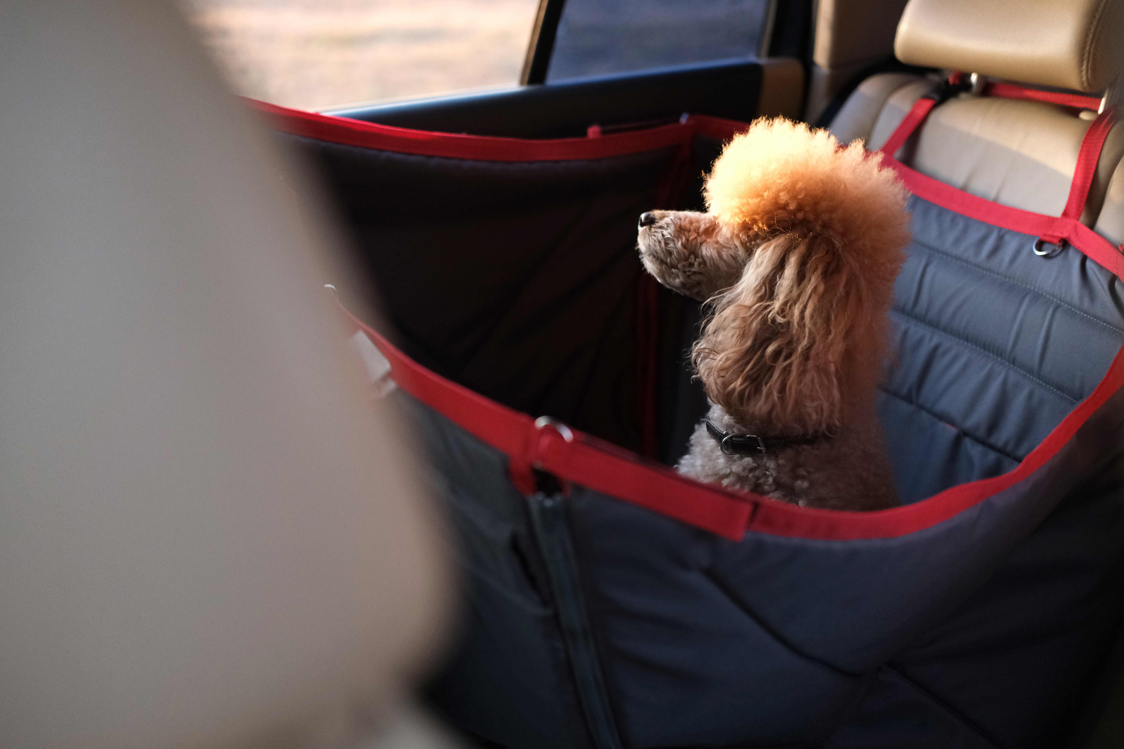 Small dog in back seat of car waiting for owner