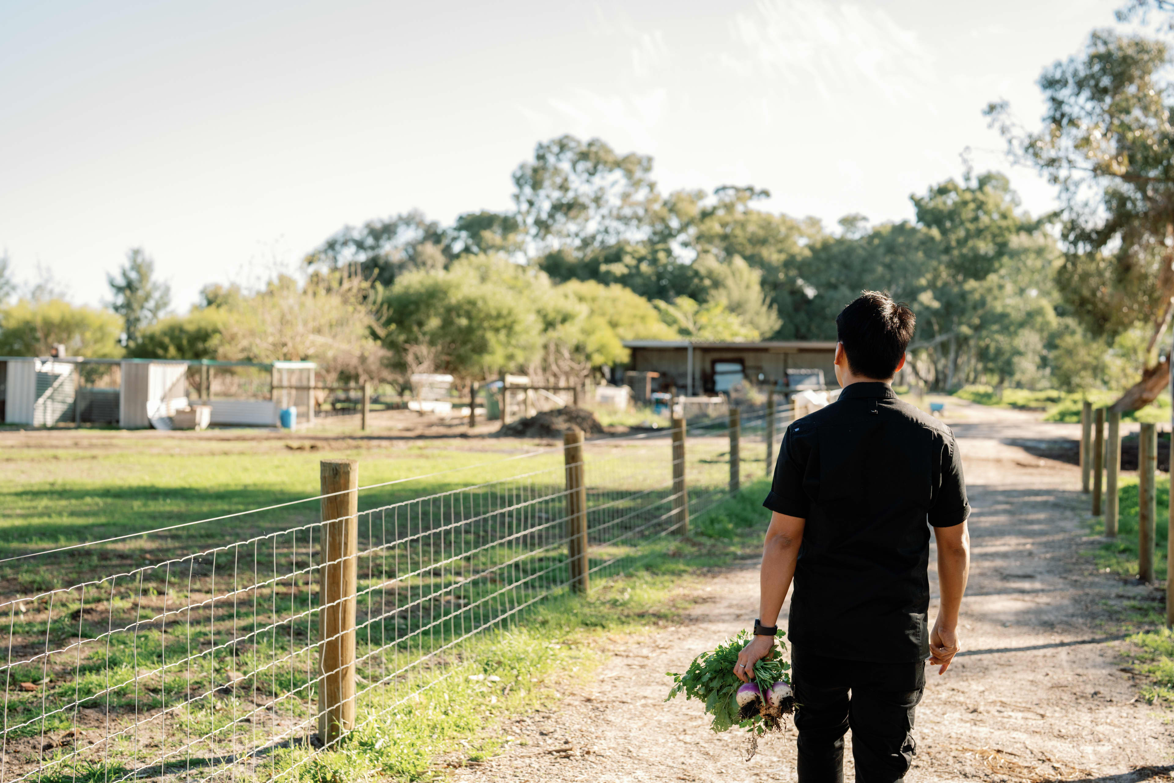 Chef collecting vegetables from farm