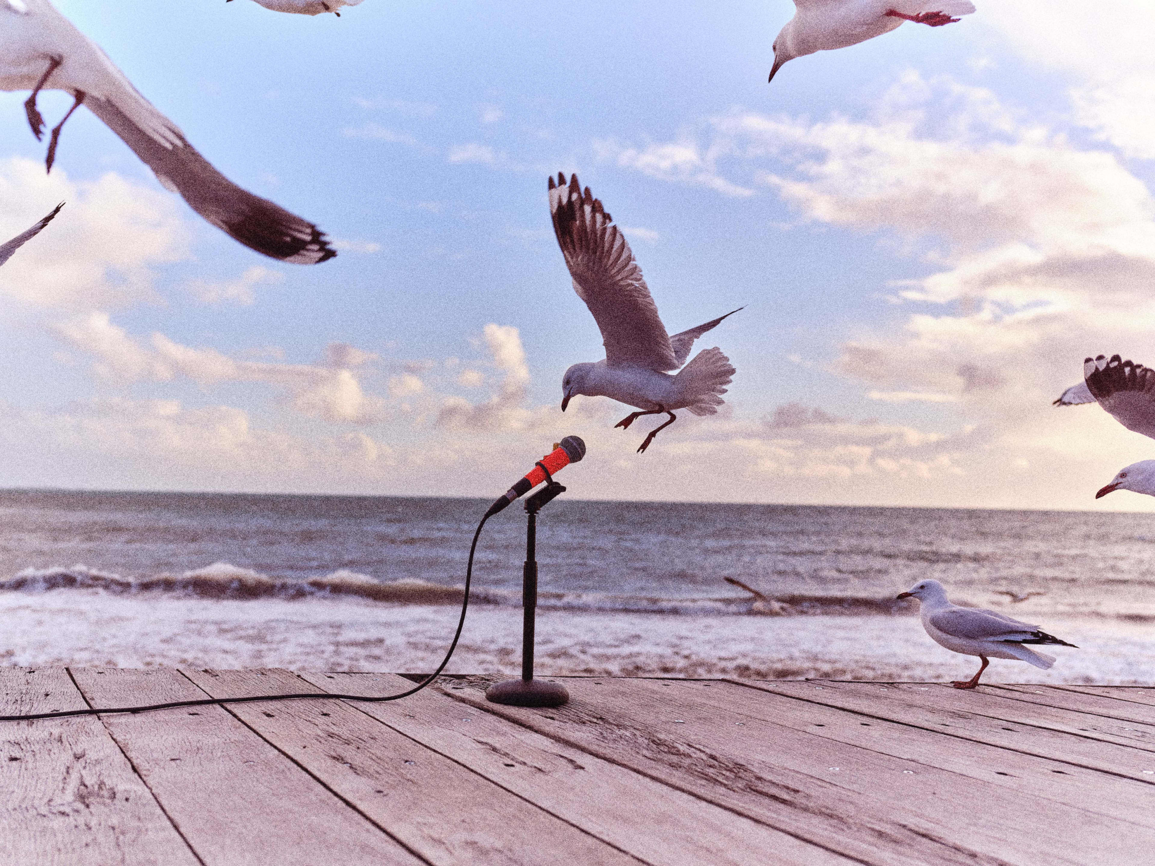 Seagulls flying around a microphone