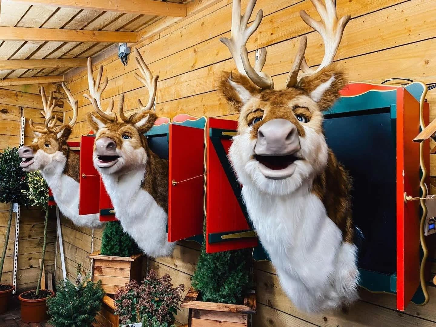Furry reindeer pop out of boxes to sing
