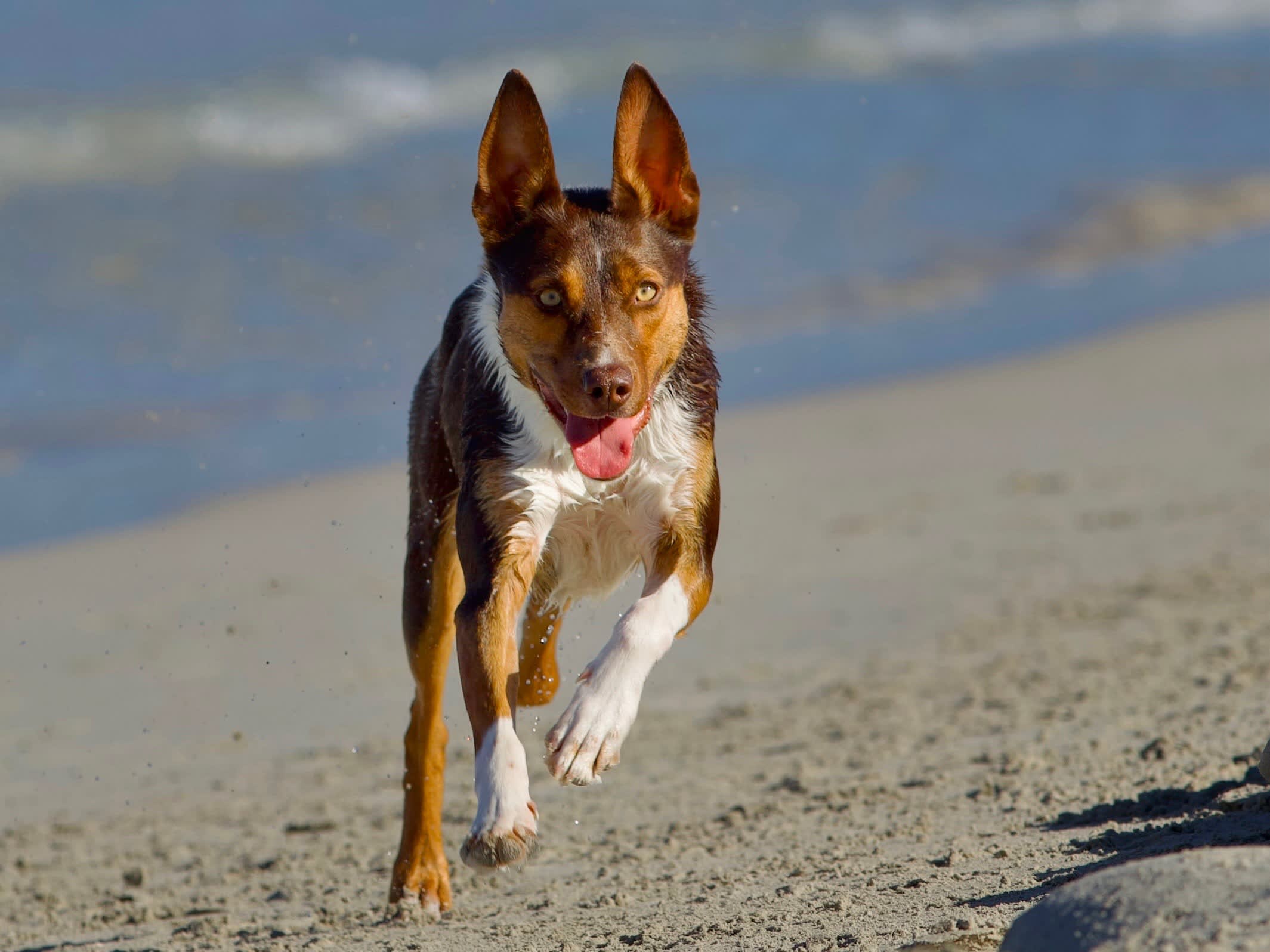 A happy, athletic dog with upright ears and a brown-and-white coat runs toward the camera on a sandy beach, its tongue out and the ocean blurred in the background.