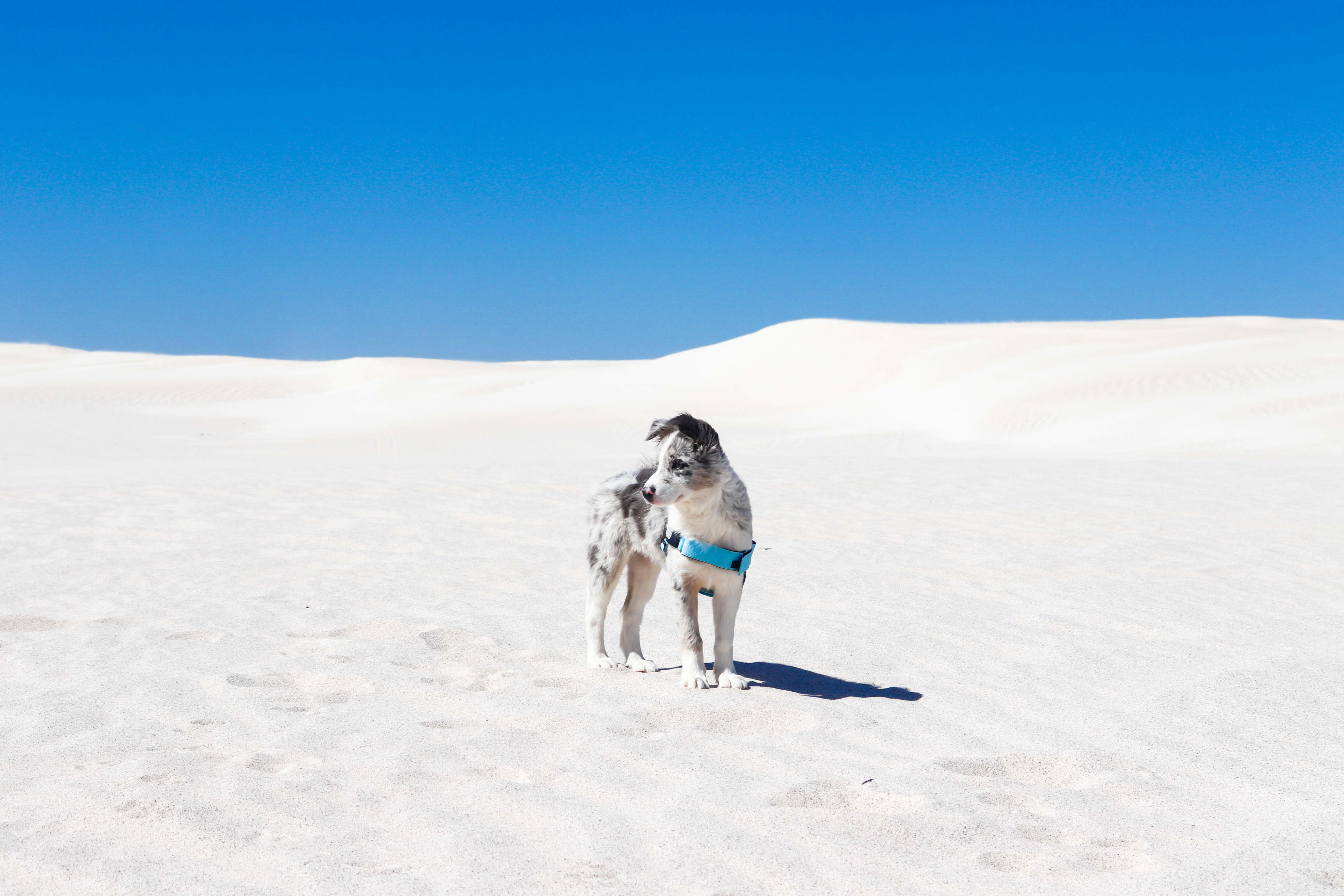 A grey and white dog wearing a blue harness stands on bright white sand dunes under a clear blue sky, looking off to the side.