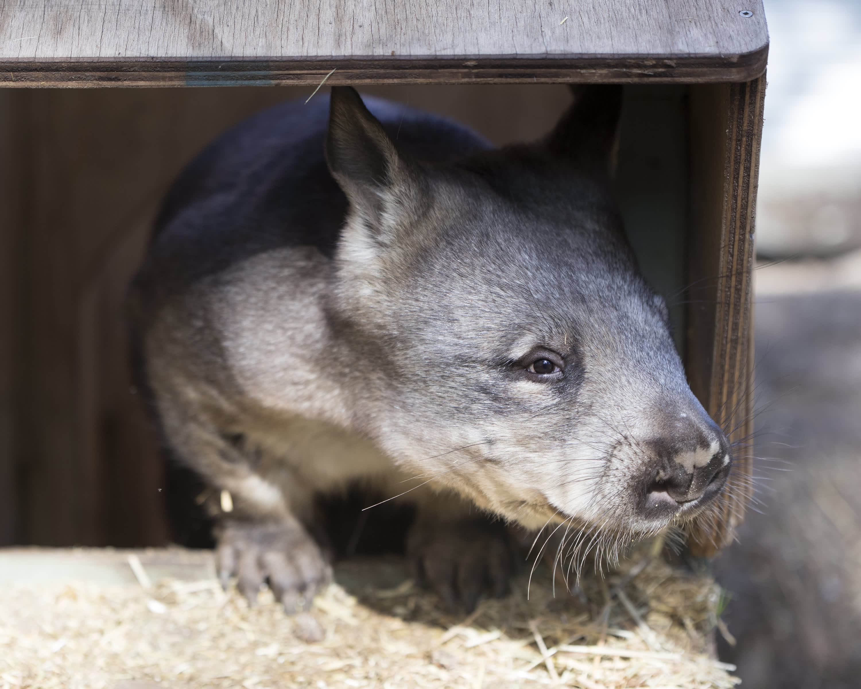 Wombat peeking out of hide away box.