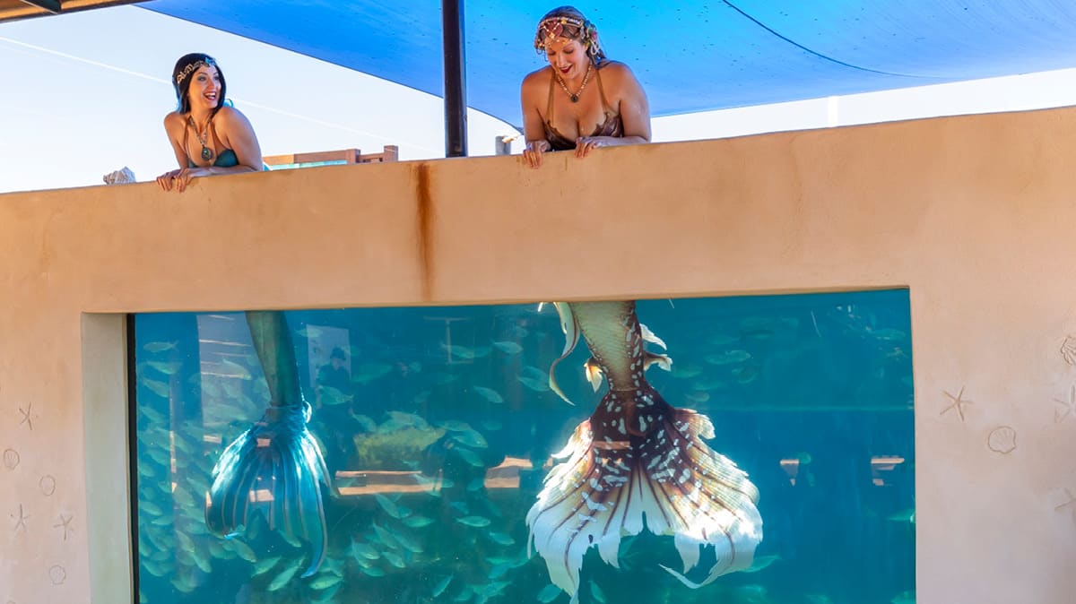 Two performers dressed as mermaids lean over a ledge above a large aquarium window, smiling down as their colorful mermaid tails are visible underwater behind the glass, surrounded by swimming fish.