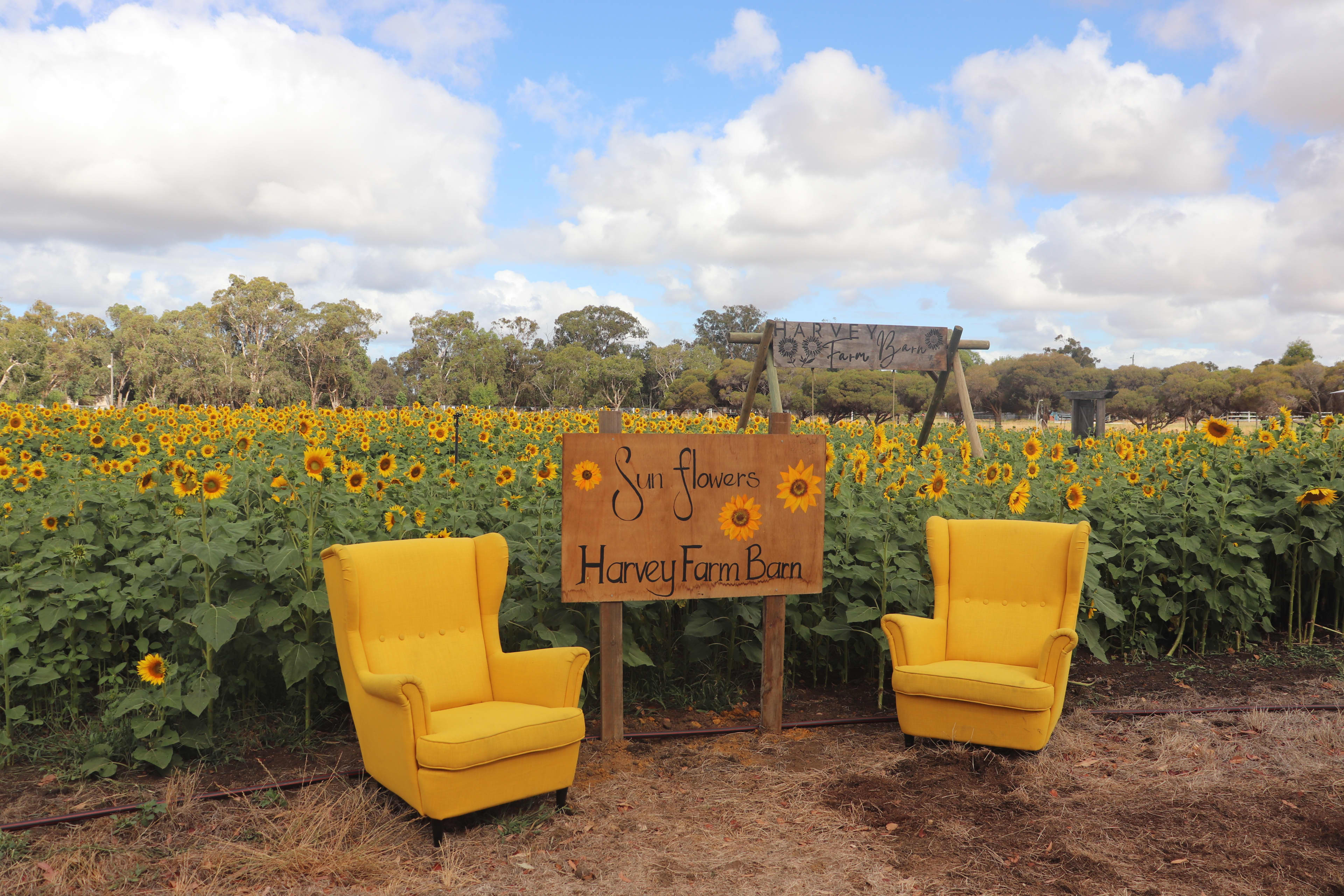 Two bright yellow armchairs with a wooden sign reading "sunflowers Harvey Farm Barn" placed in front of a field of sunflowers, with a wooden sign also in the background.