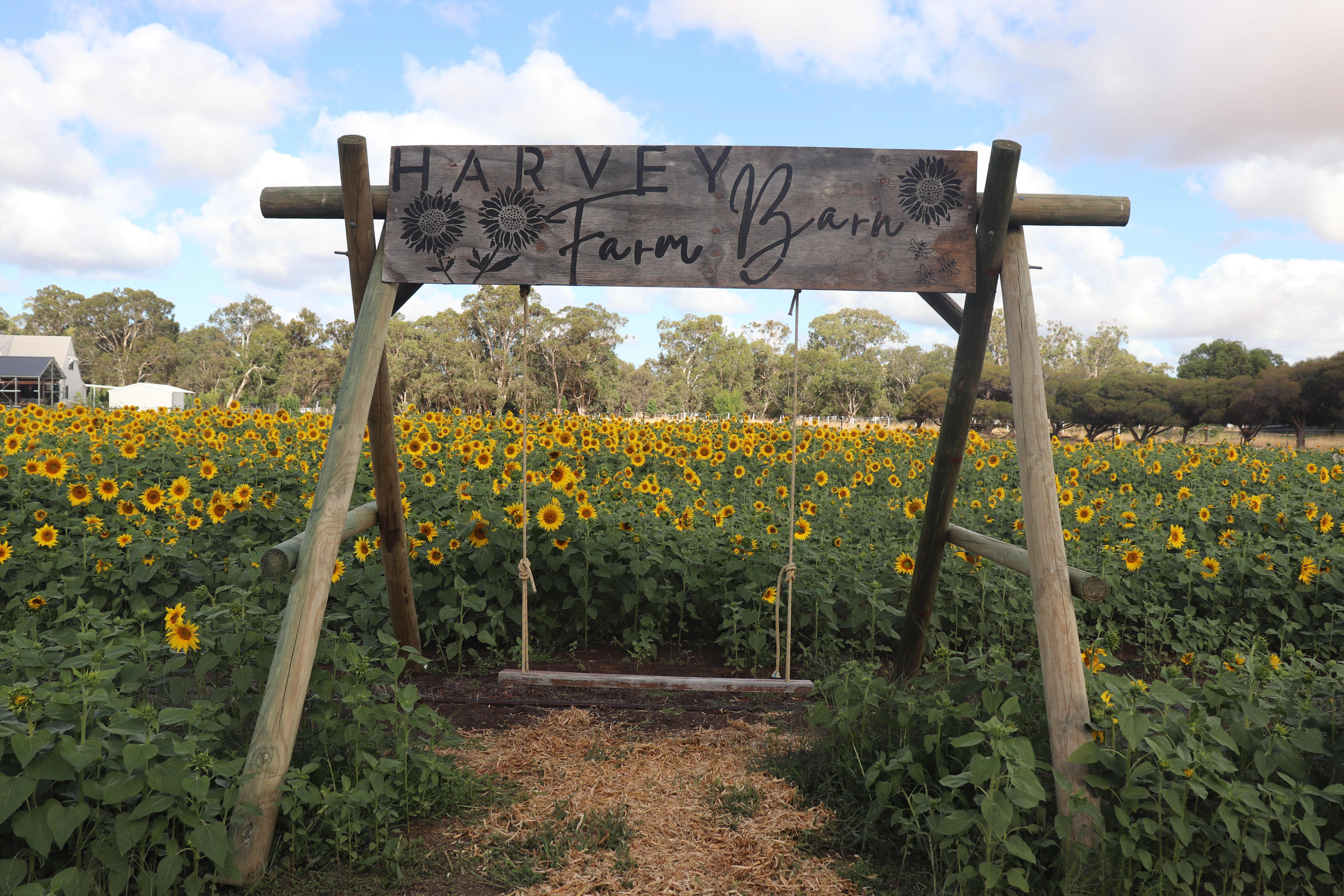 A large wooden swing, with a banner reading "Harvey Farm Barn". The swing is placed in front of a field of sunflowers in bloom.