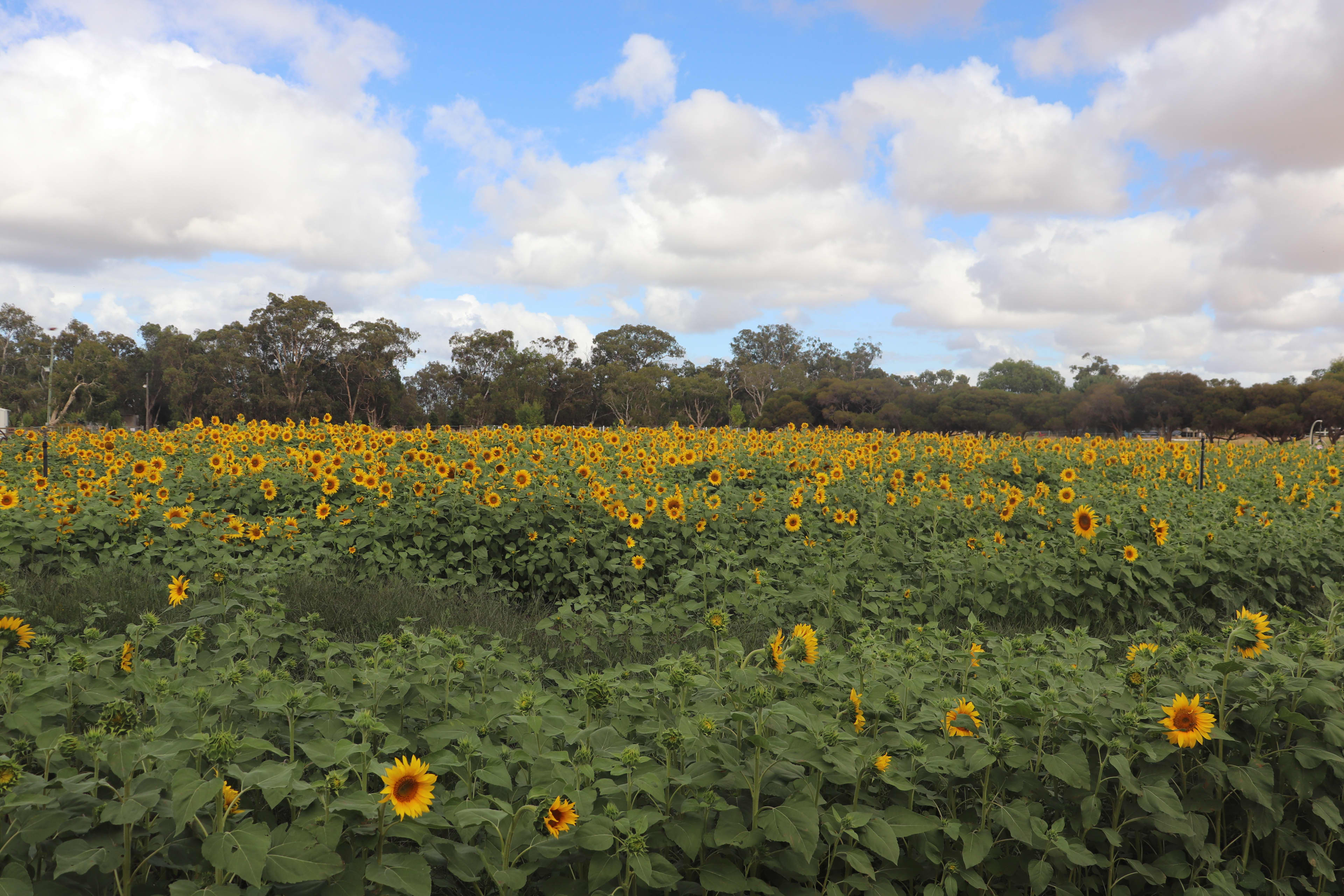 A large sunflower field in bloom, with blue skies and full white clouds.