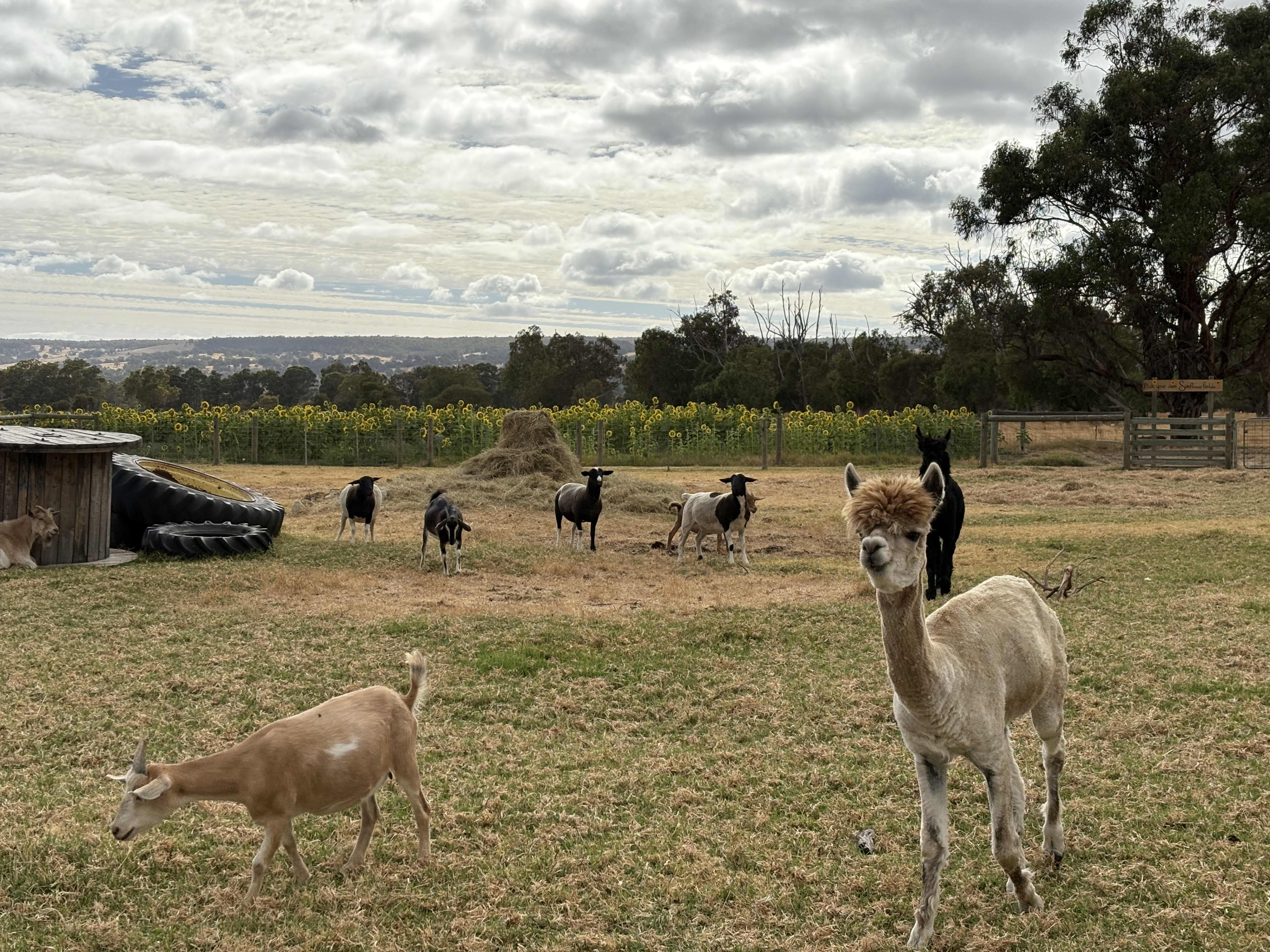 A green field with five goats and two alpacas standing in front of a large sunflower field in bloom.