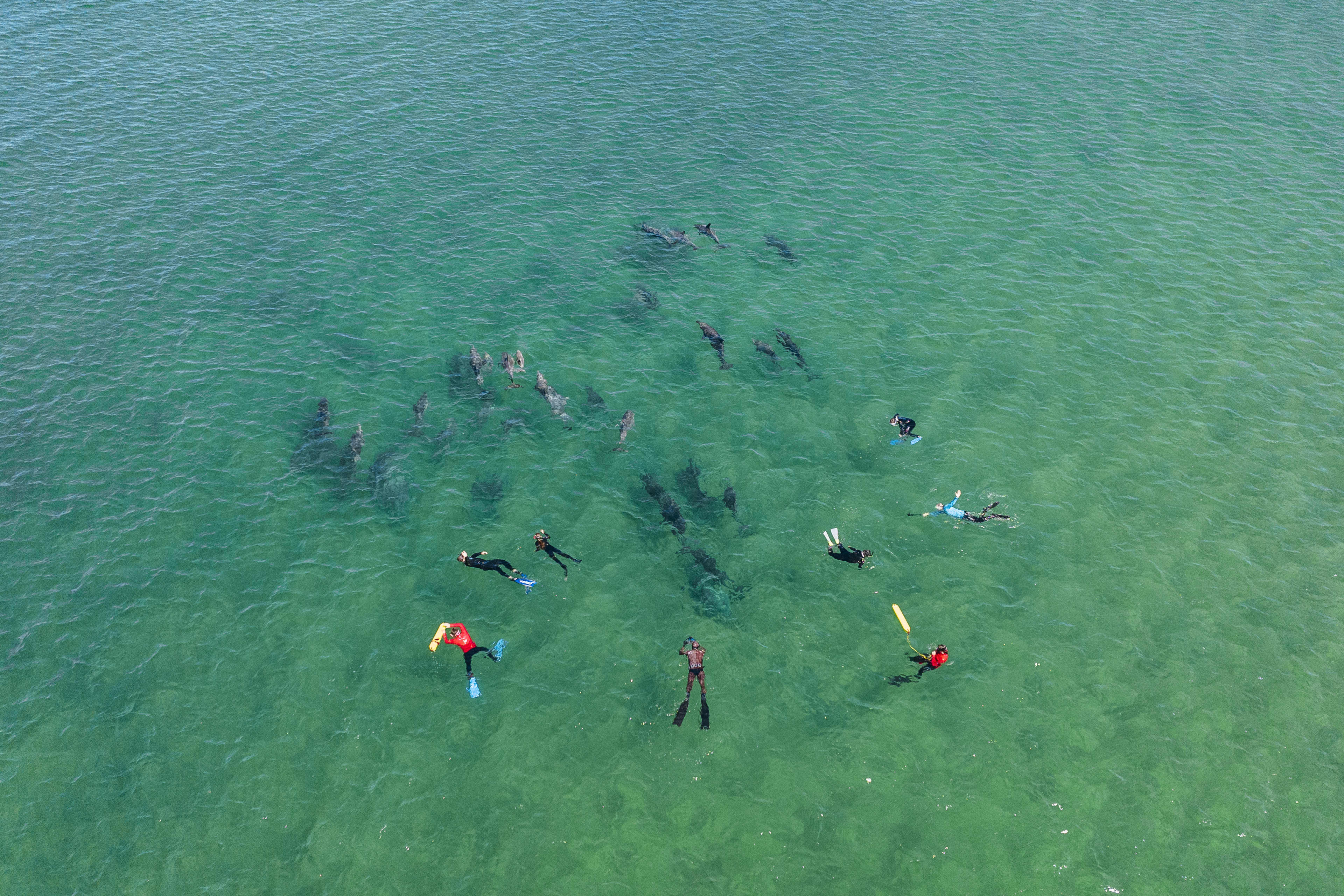 An aerial image over snorkellers in turquoise waters snorkelling with a pod of dolphins.