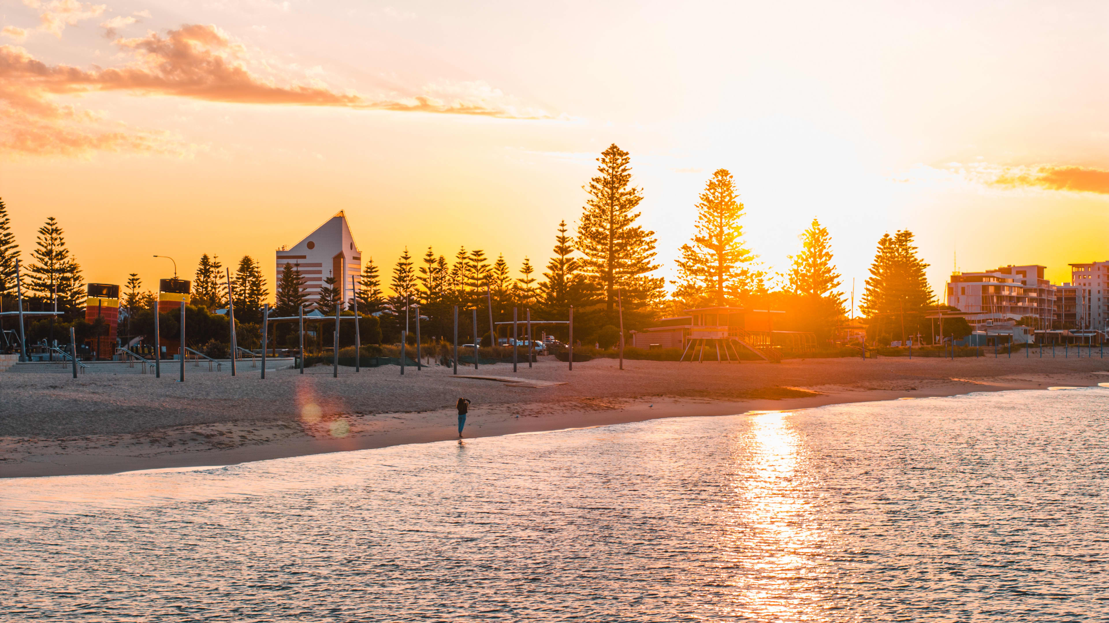 A sunset across a calm coastline with towering pine trees.