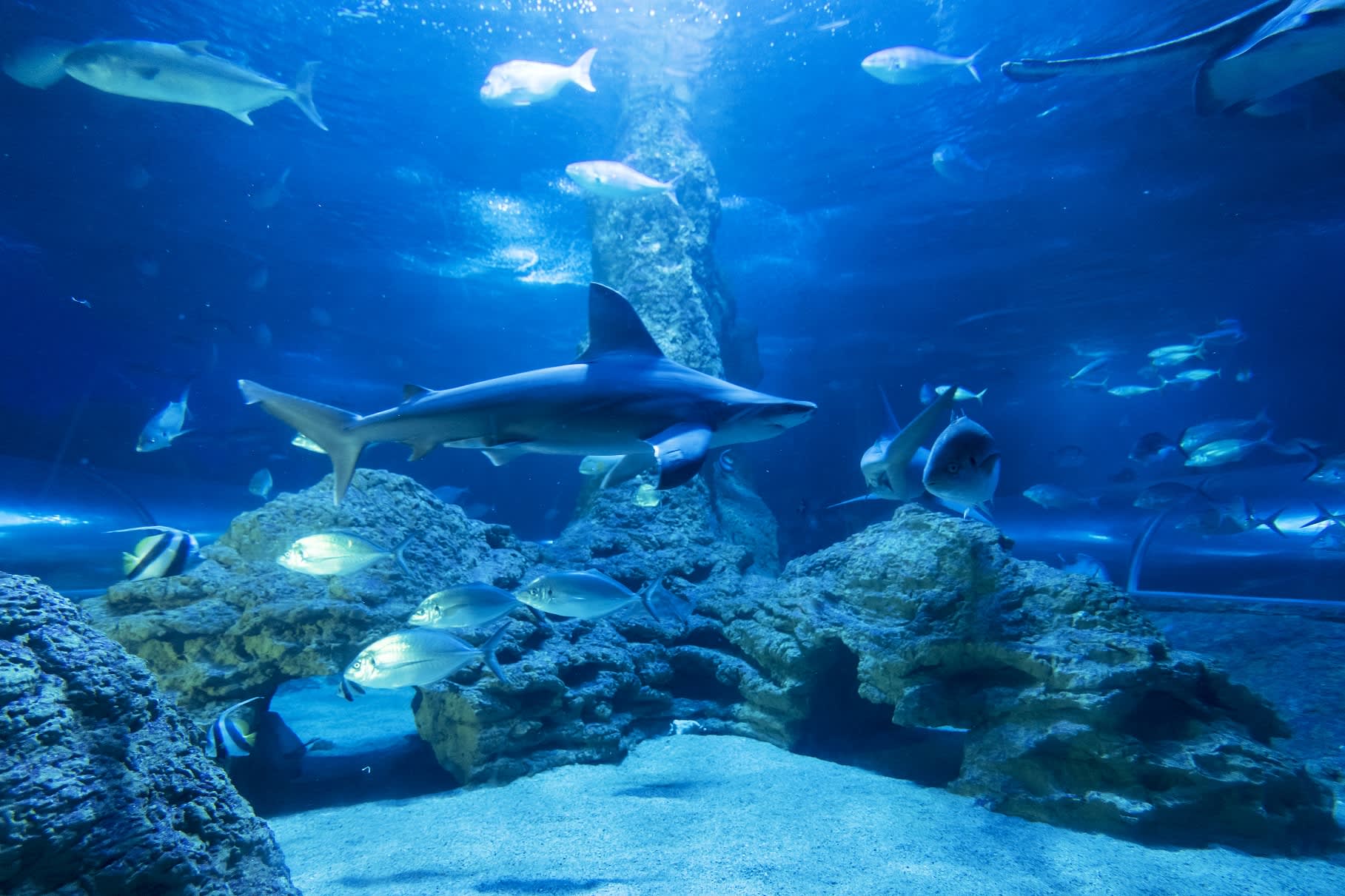 Sharks and fish swimming in a large blue aquarium tank.