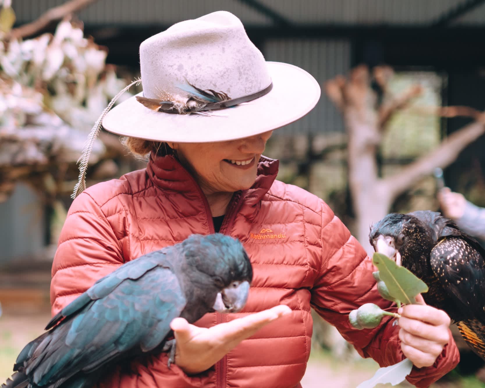 A lady with a wide brimmed hat detailed with a feather is a red puffer jacket feeding a eucalyptus to two black cockatoos.