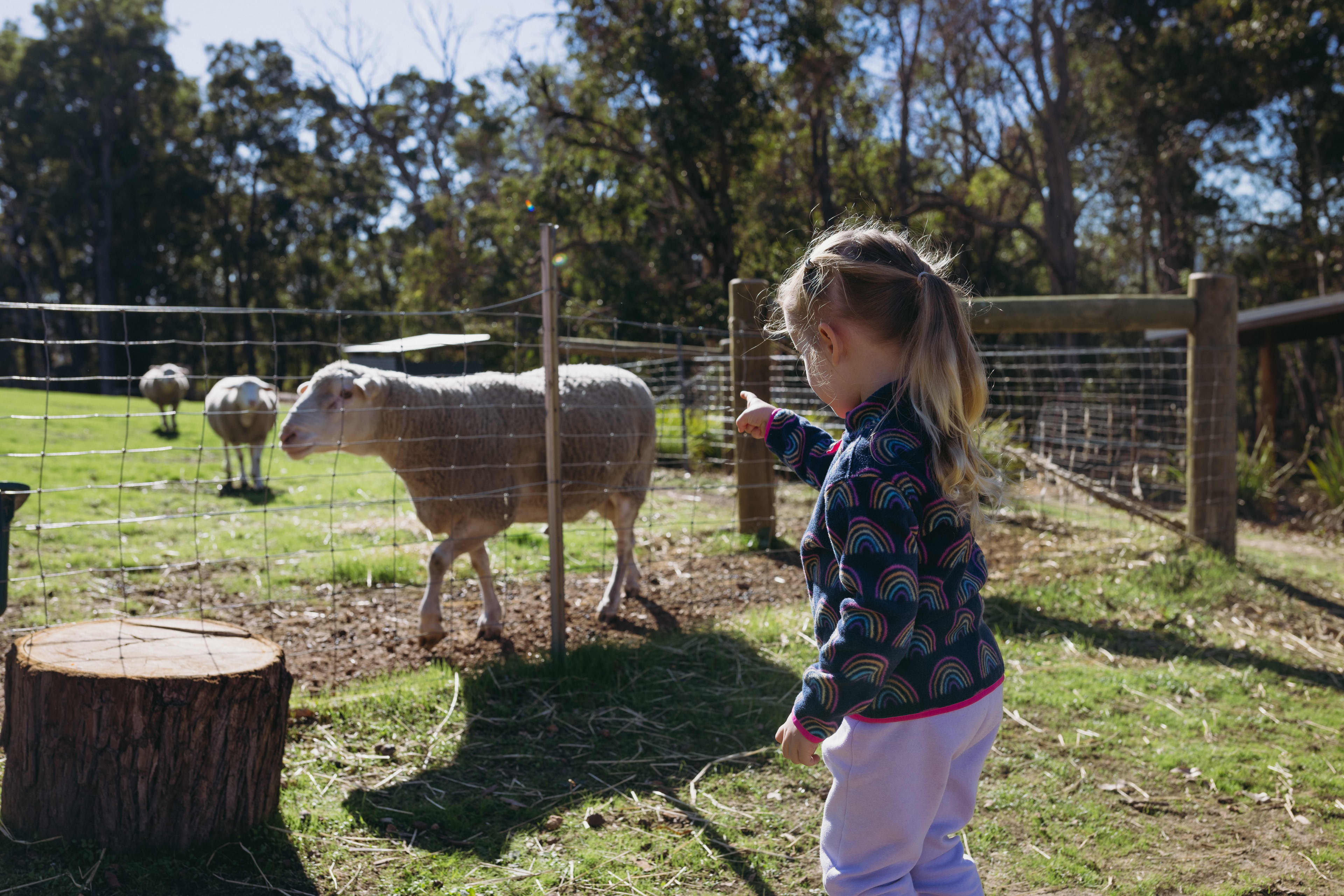 A young girl with blonde hair standing and pointing at a sheep behind fencing.