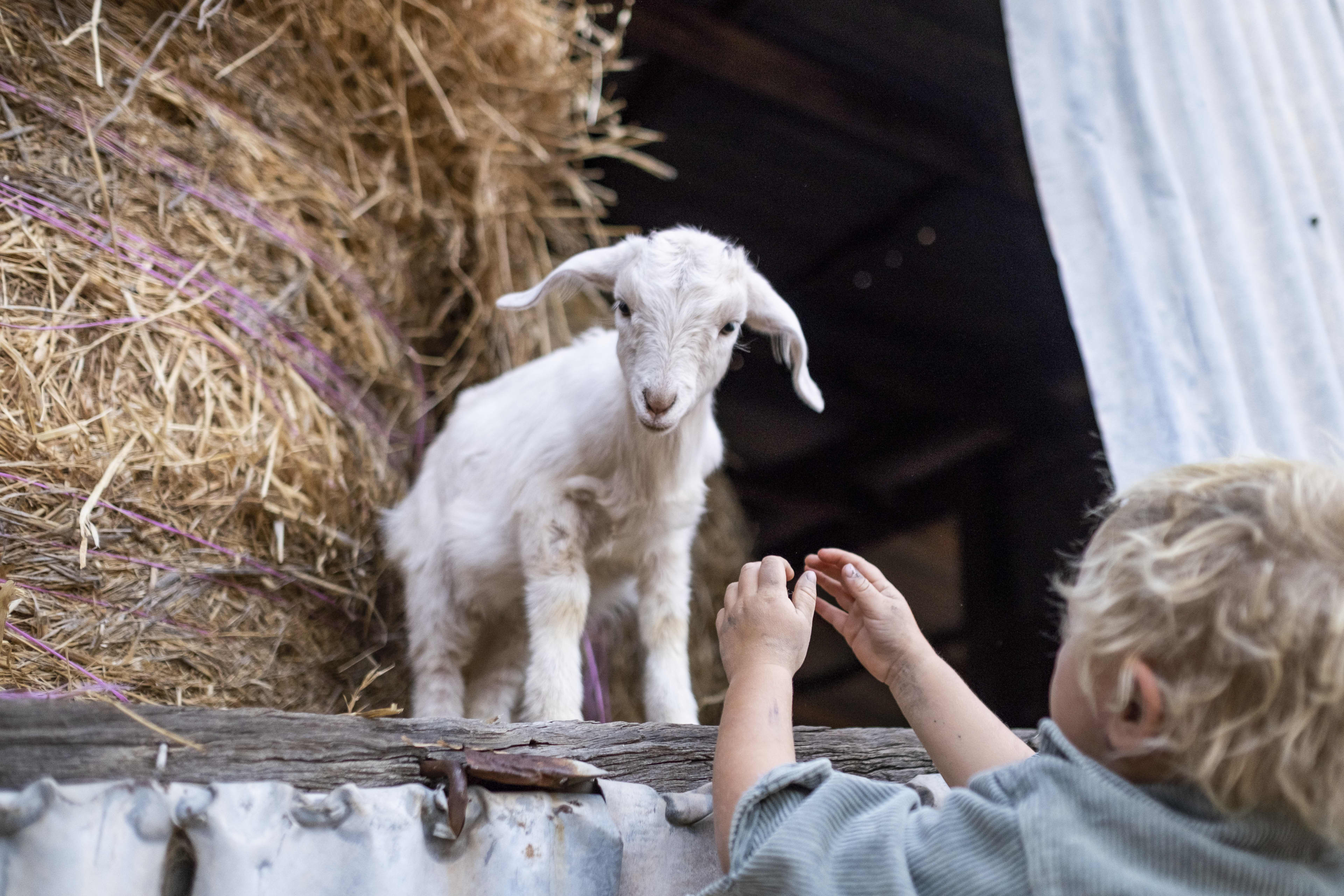 A baby lamb standing next to a roll of hay, with a toddler reaching his arms out.
