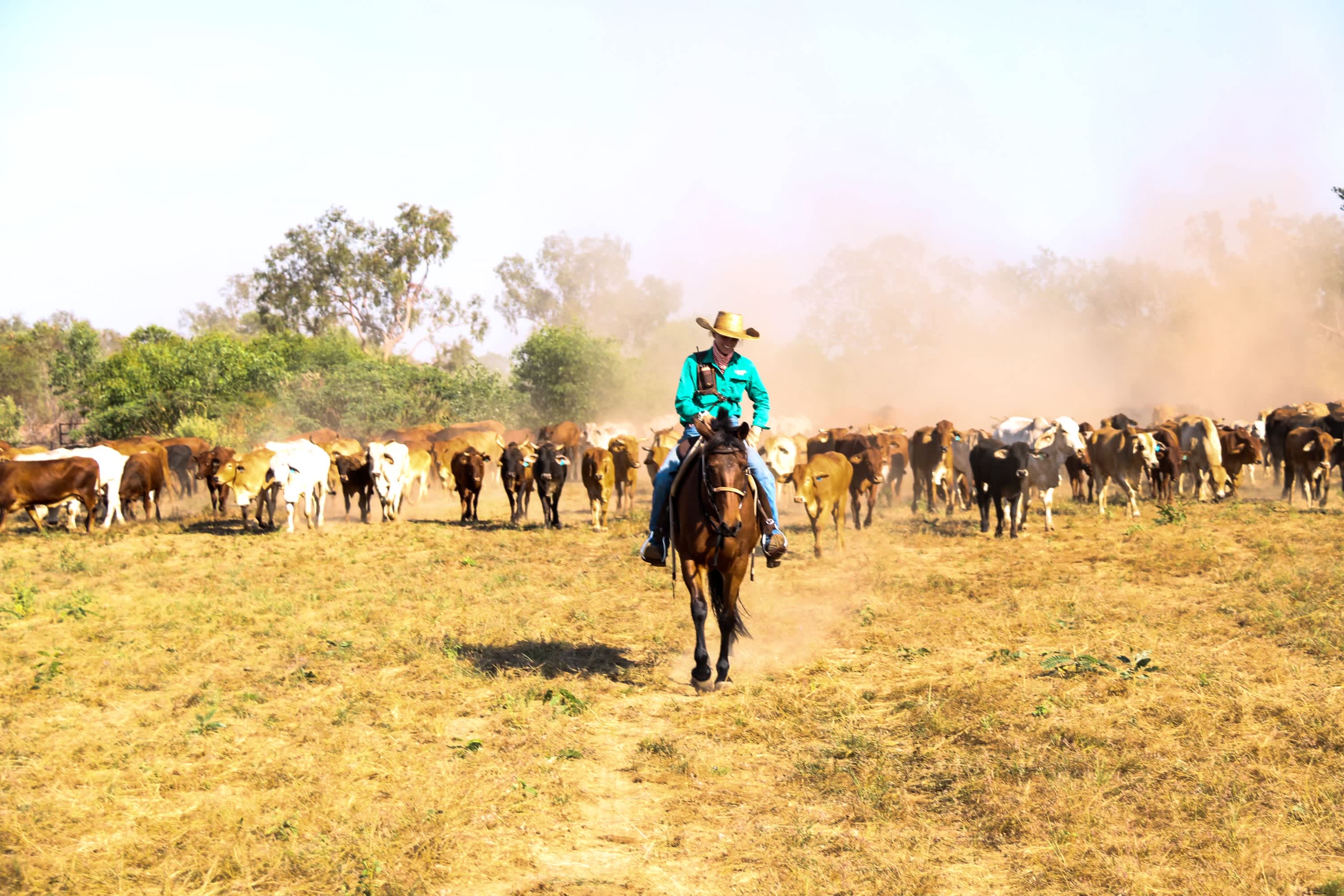 A rider in a wide brimmed hat and green long sleeved shirt riding a brown horse on red dirt terrain with cattle following.