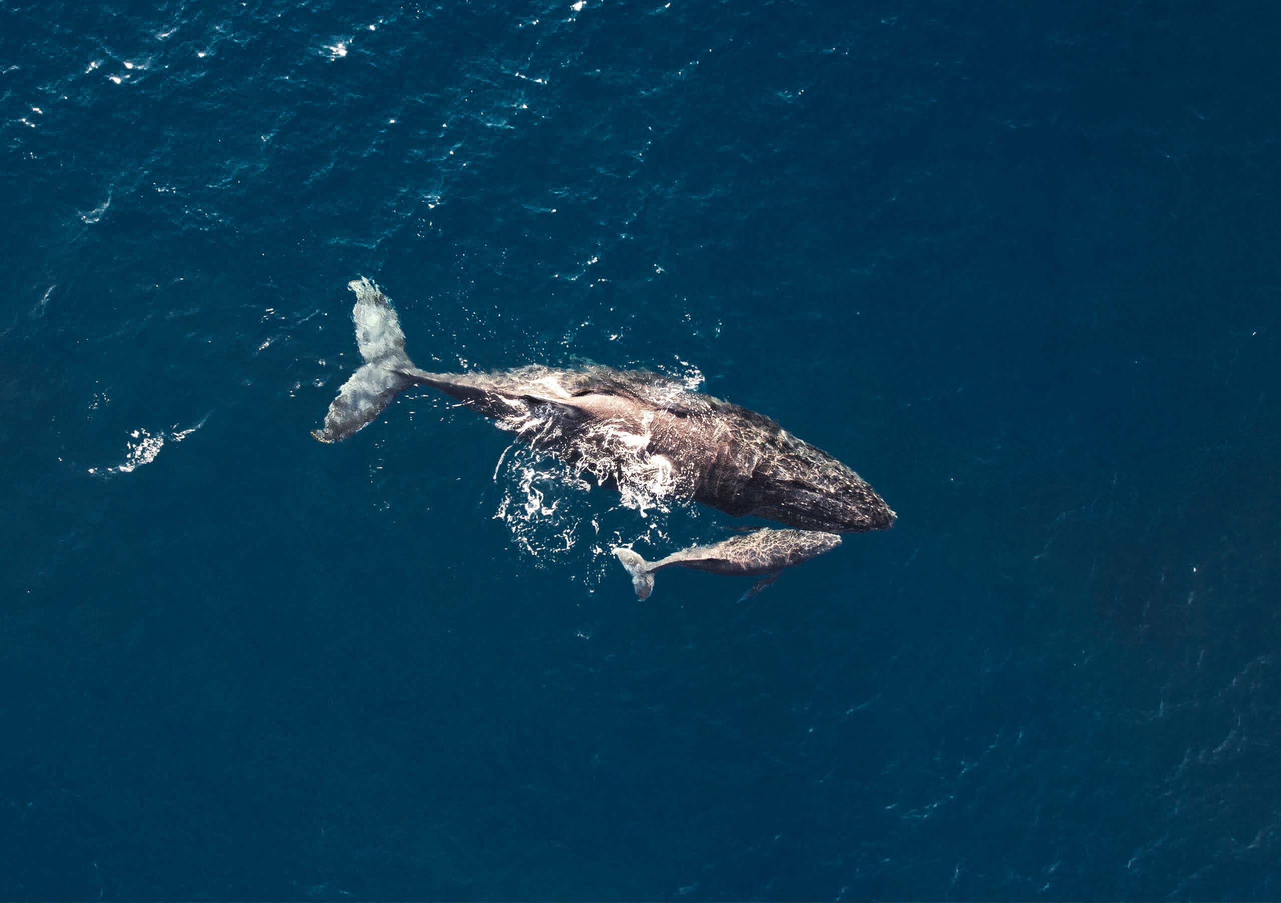 An aerial view of a humpback whale and calf