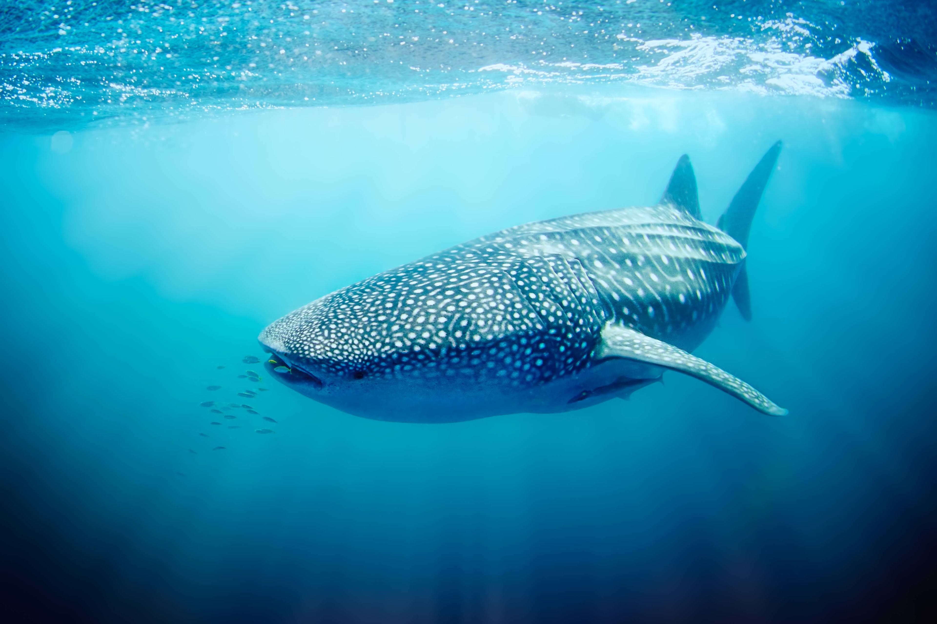 Underwater photo of a whale shark off Ningaloo Reef