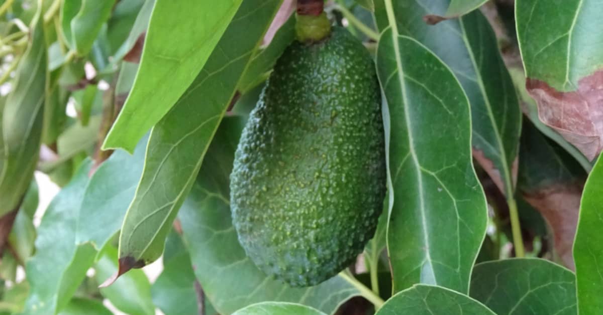 Green avocado ripening on tree.