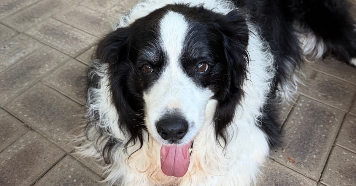 Black and white border collie lying on ground with tongue poking out.