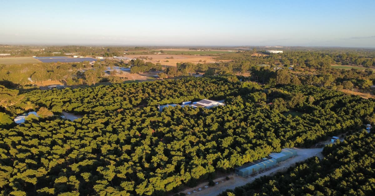 Aerial view of avocado farm with building with solar panels.