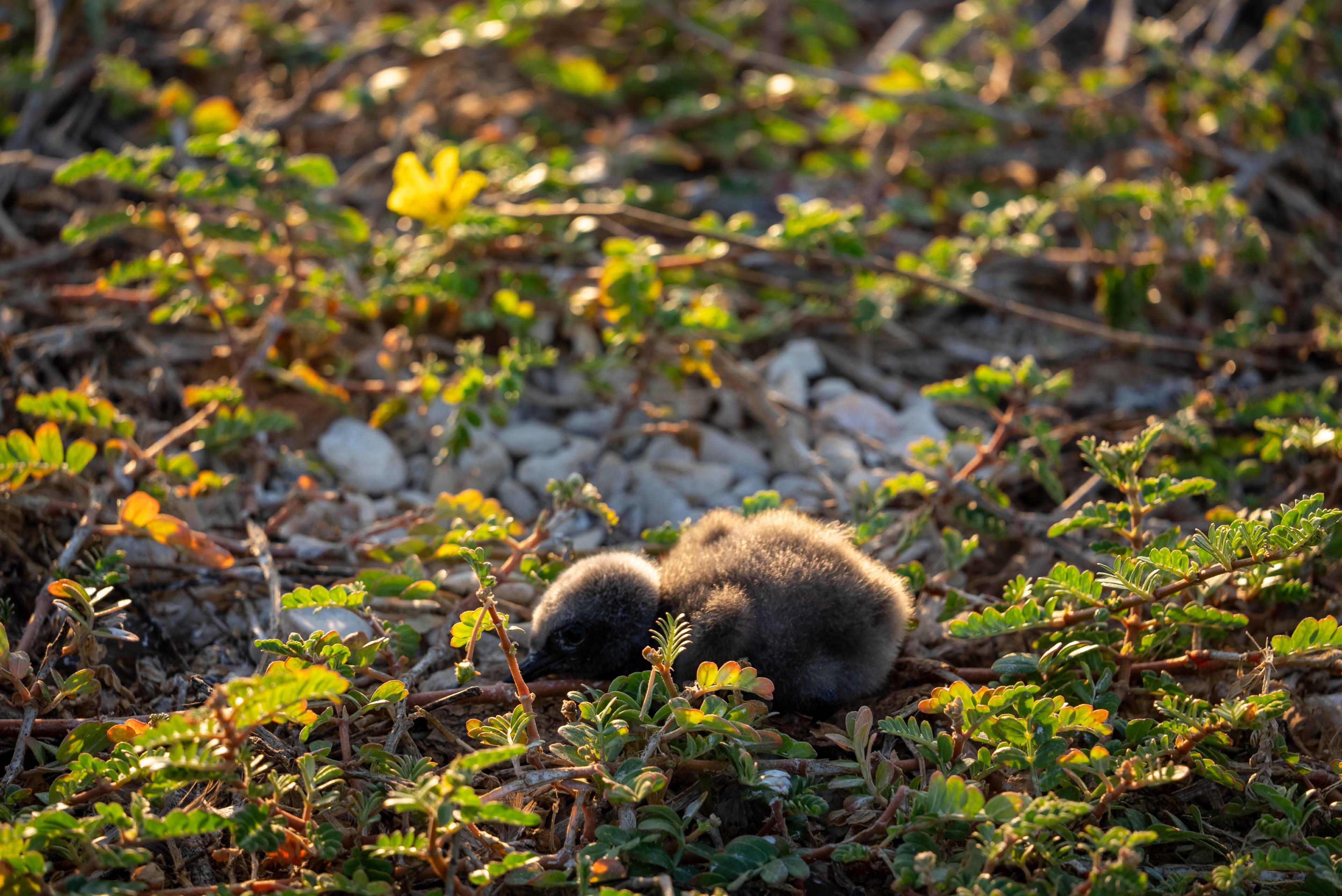 Fluffy baby bird underneath rock amongst plants.