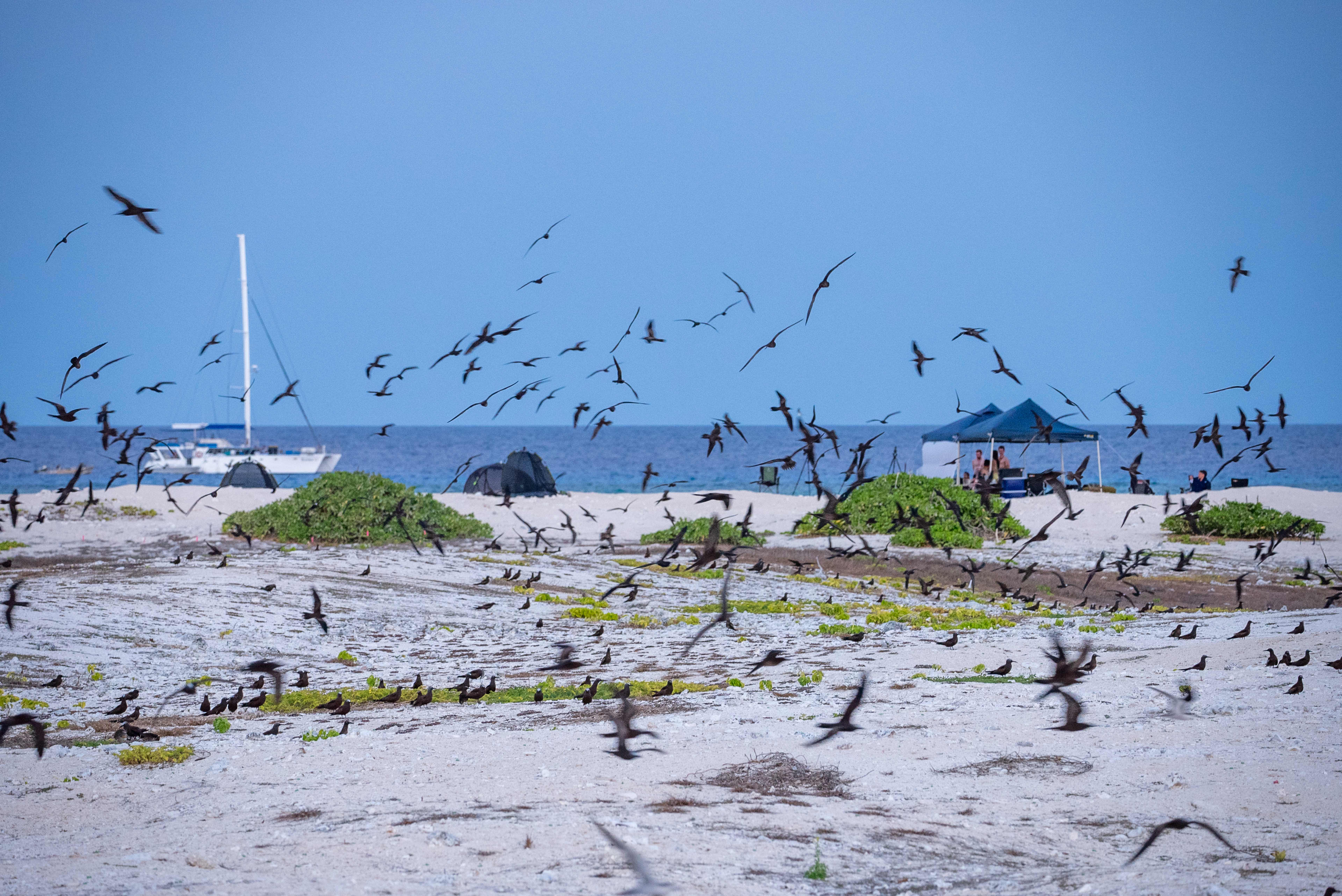 Several birds flying in the air on island with two small marquees anchored in sand in background.