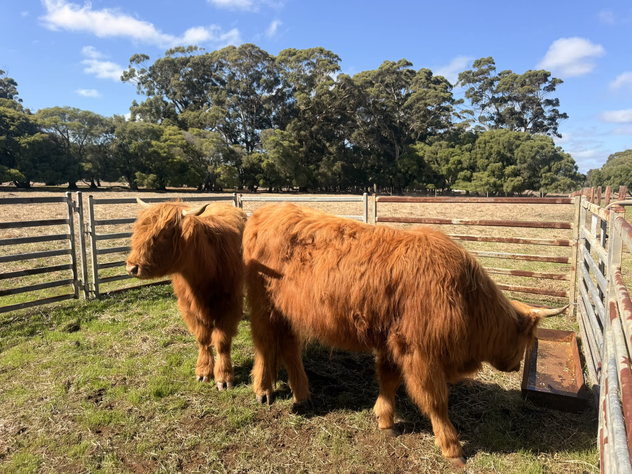 Two orange Highland Cows in paddock