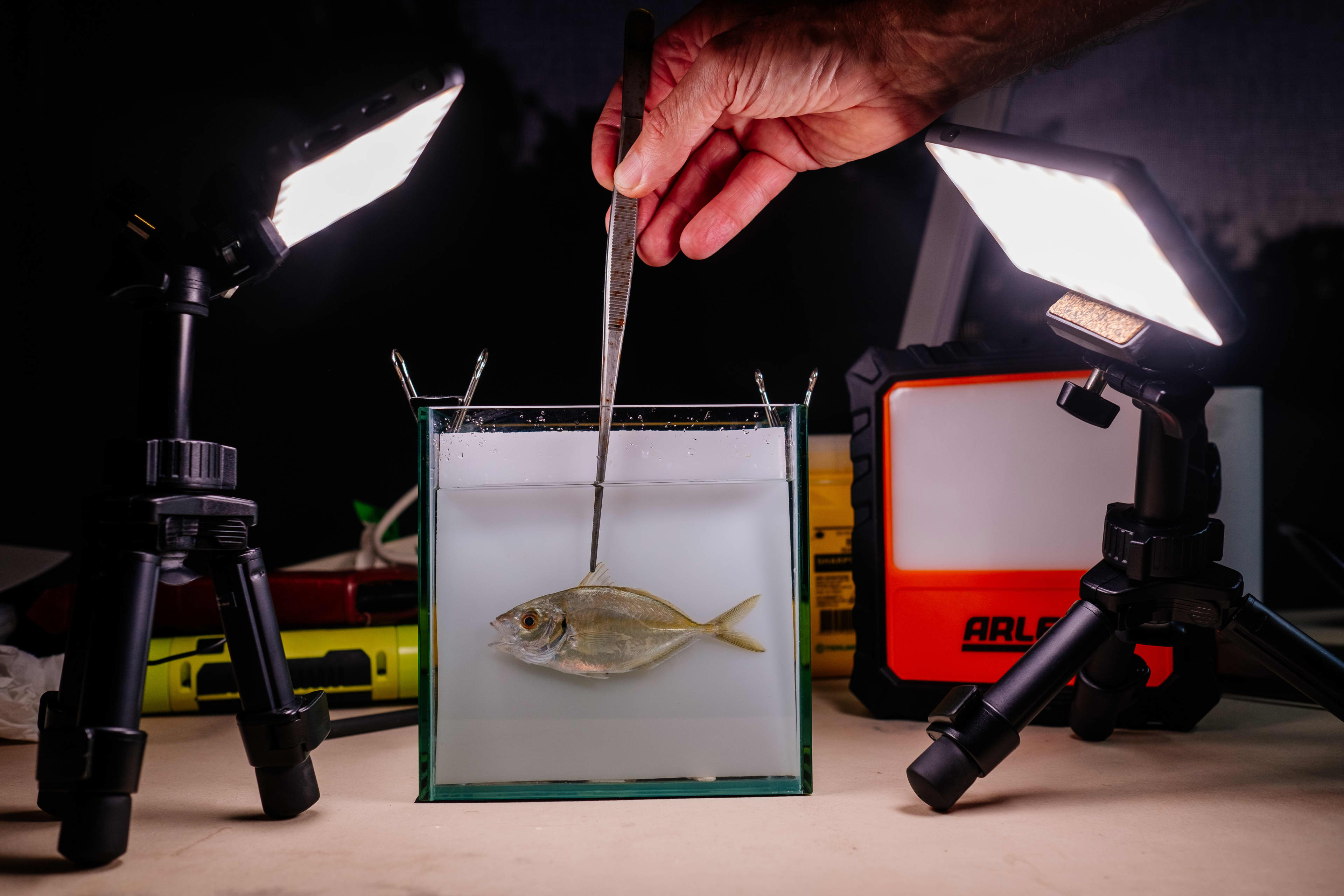 An artwork featuring a small fish from an exhibition