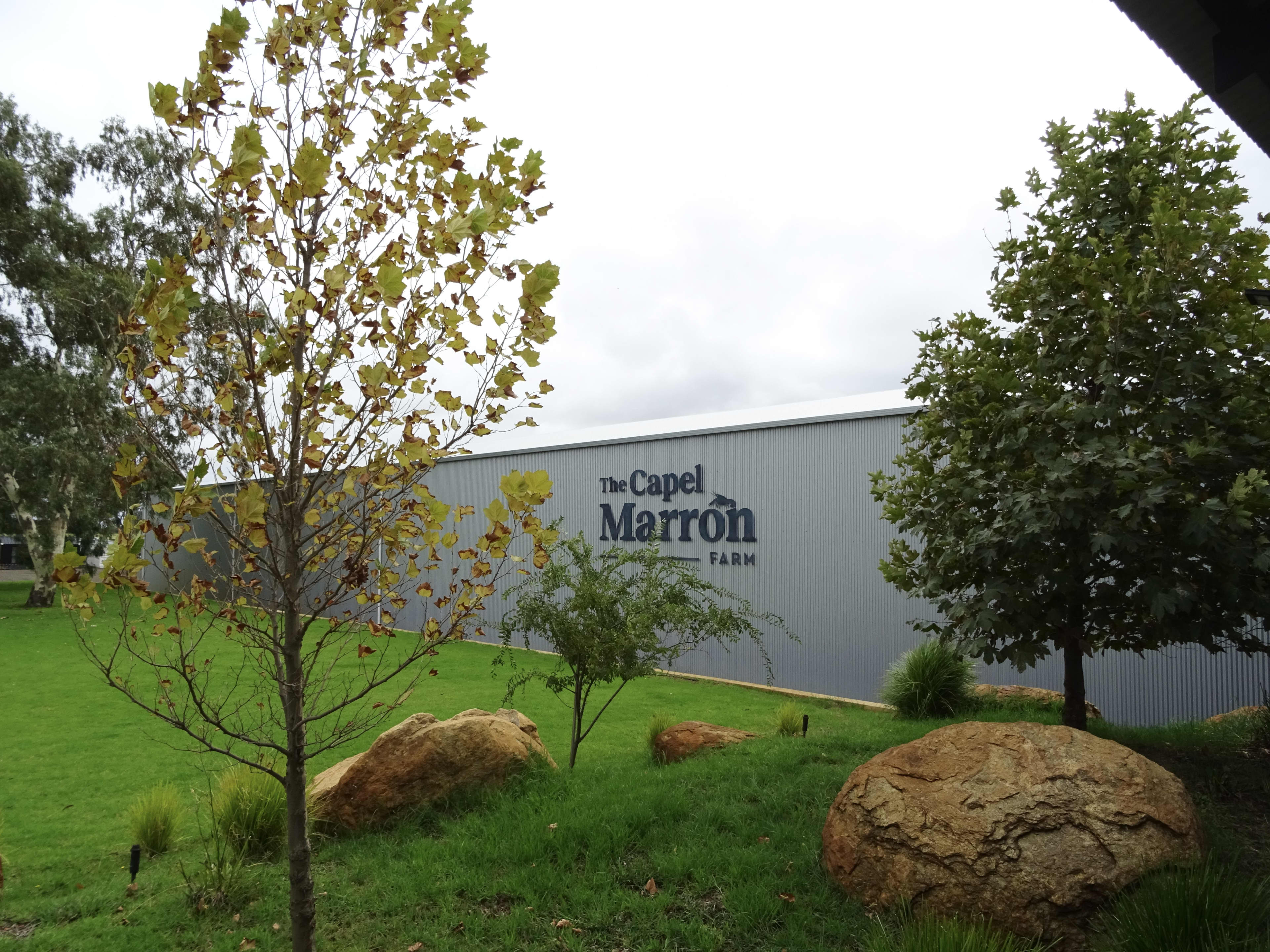 A ground-level shot of a large, grey corrugated metal building with the words "The Capel Marron FARM" printed on its side. In the foreground, a grassy slope features large landscape boulders, young trees with green and yellow leaves, and a dense, mature green tree on the right under an overcast sky.
