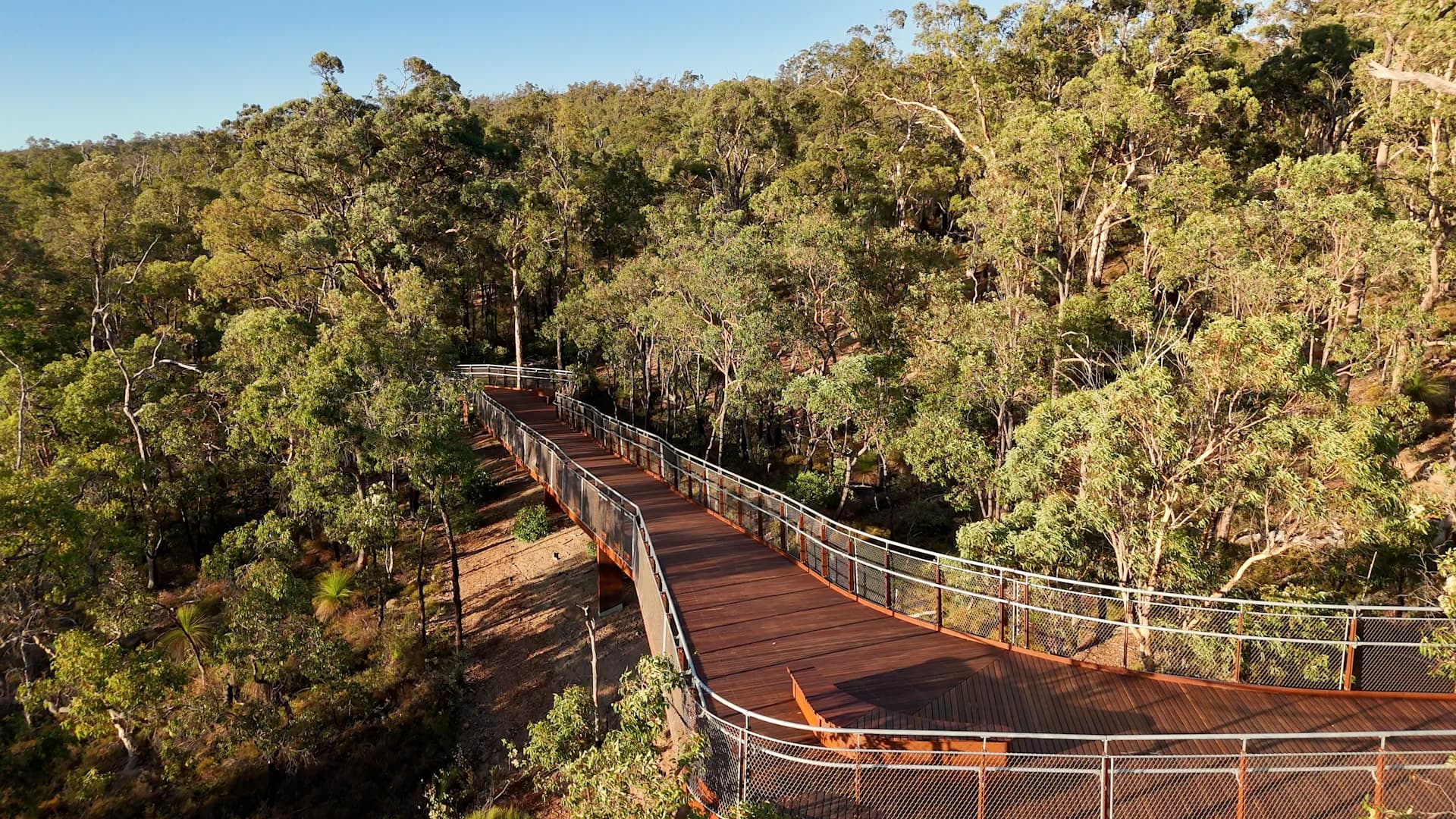 Timber boardwalk built between trees.