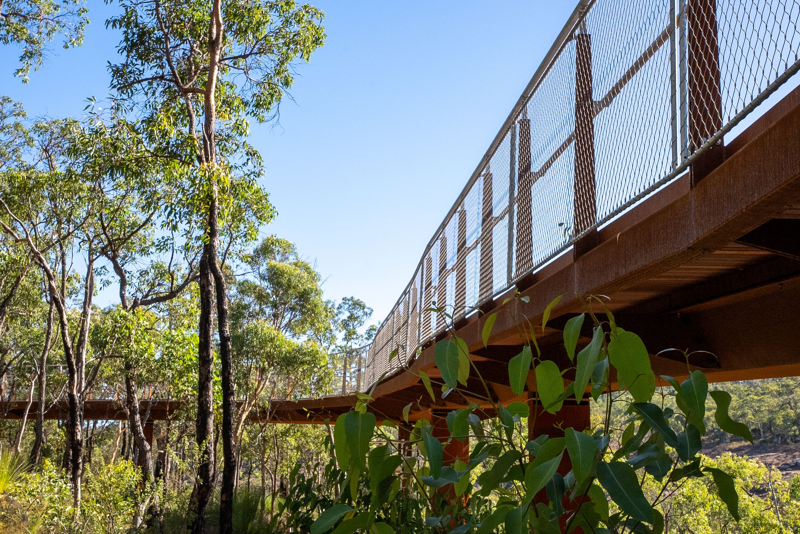 Timber boardwalk in bushland framed by green leaves from trees.