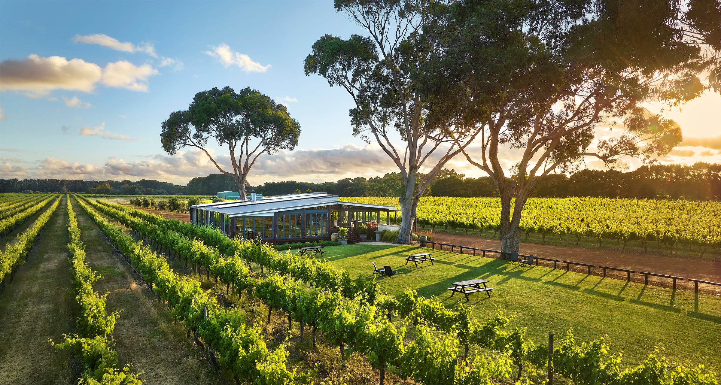 Aerial view of green vineyards at sunset