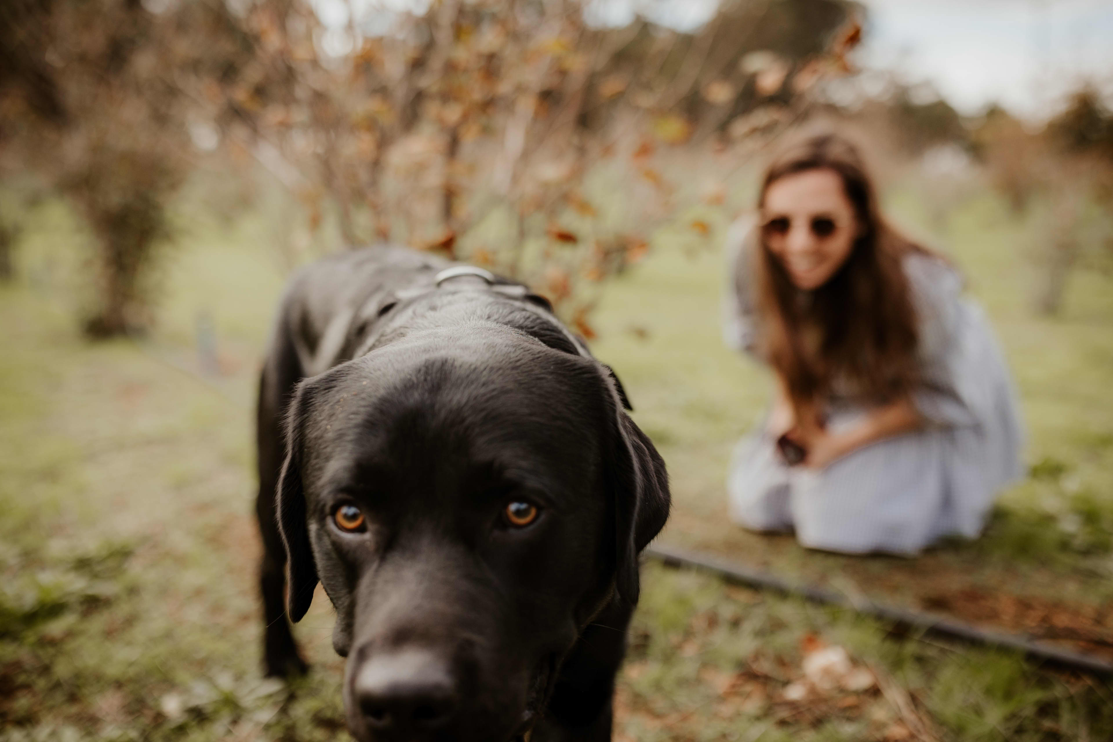 Chocolate labrador approaching camera on truffle hunt